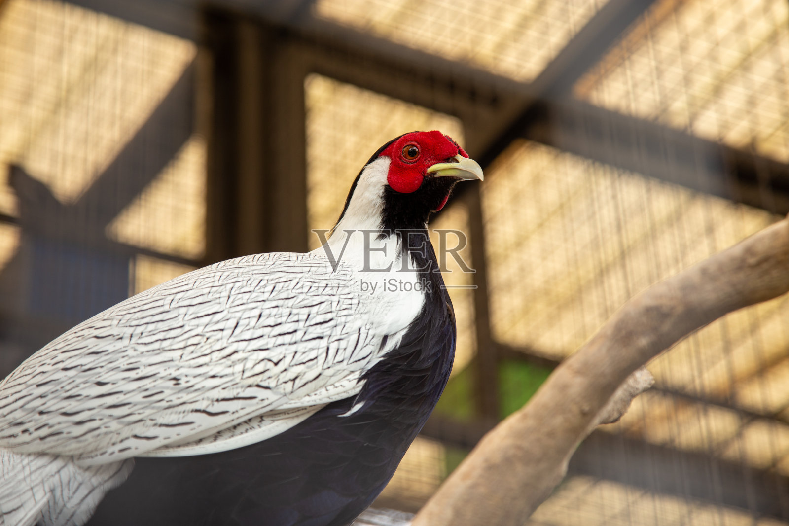 银雉，栖息在笼子里的木头上照片摄影图片