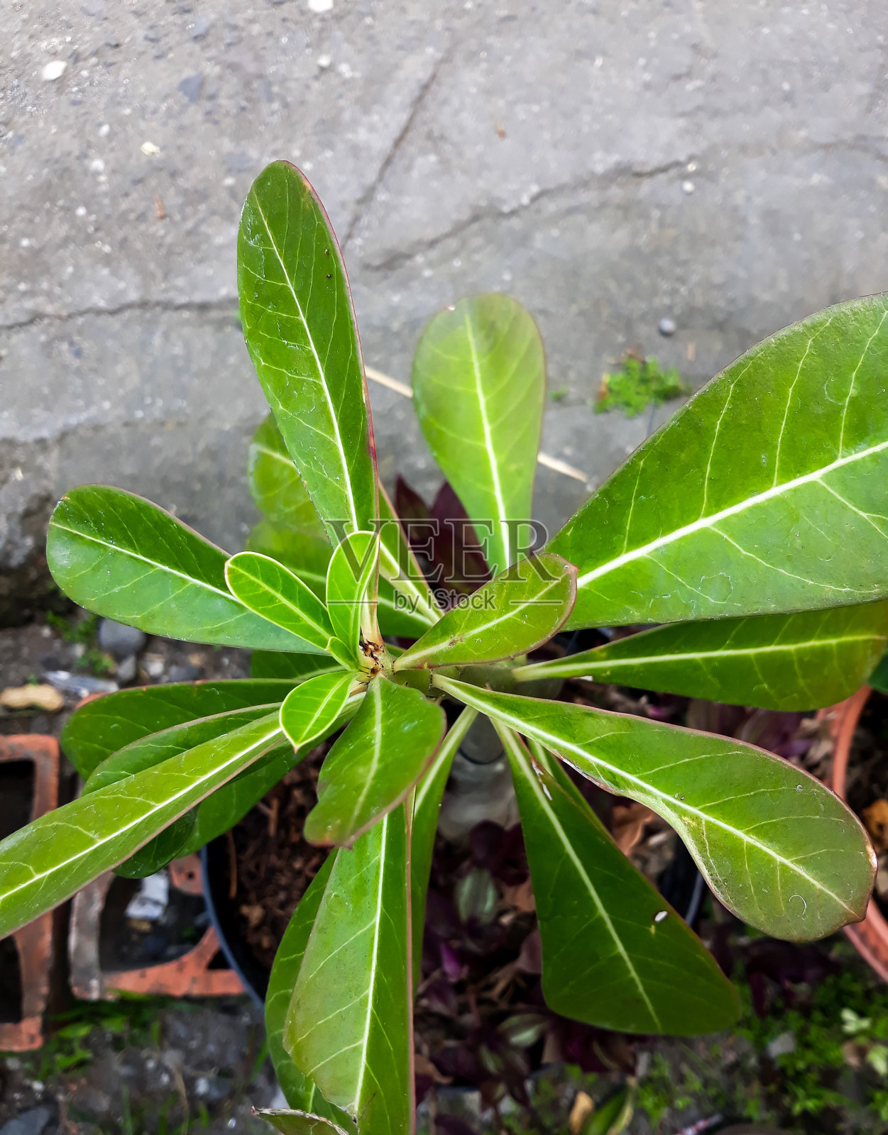 腺蔷薇植物照片摄影图片