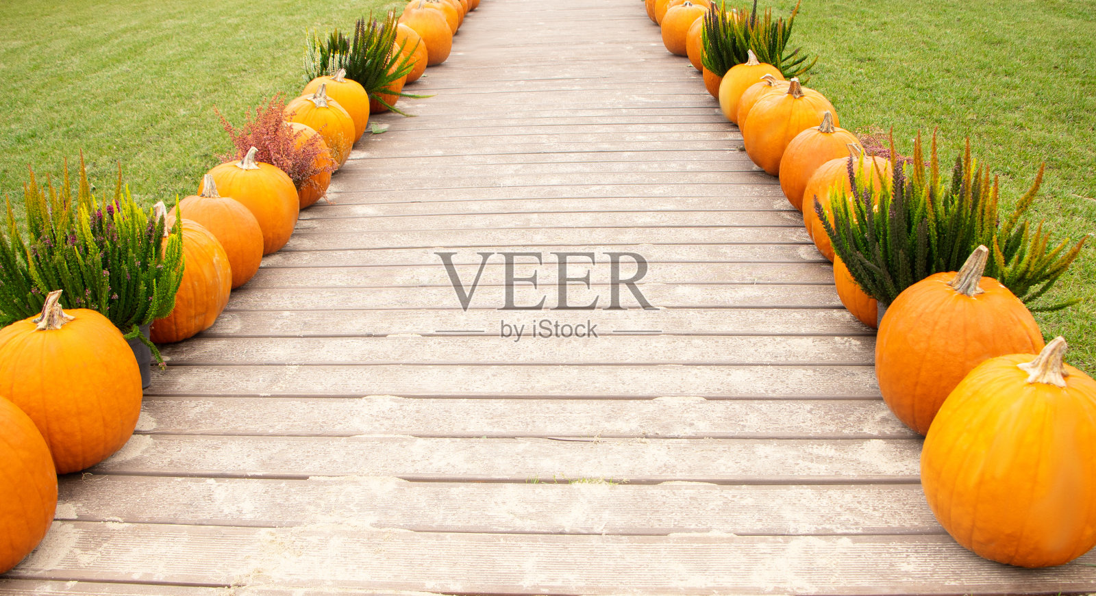 南瓜装饰秋季万圣节照片摄影图片