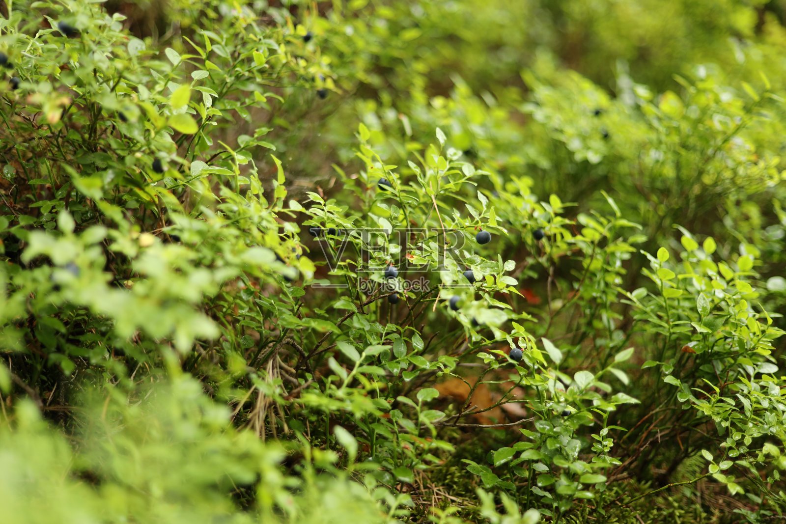 野生森林蓝莓灌木，浆果季节。照片摄影图片