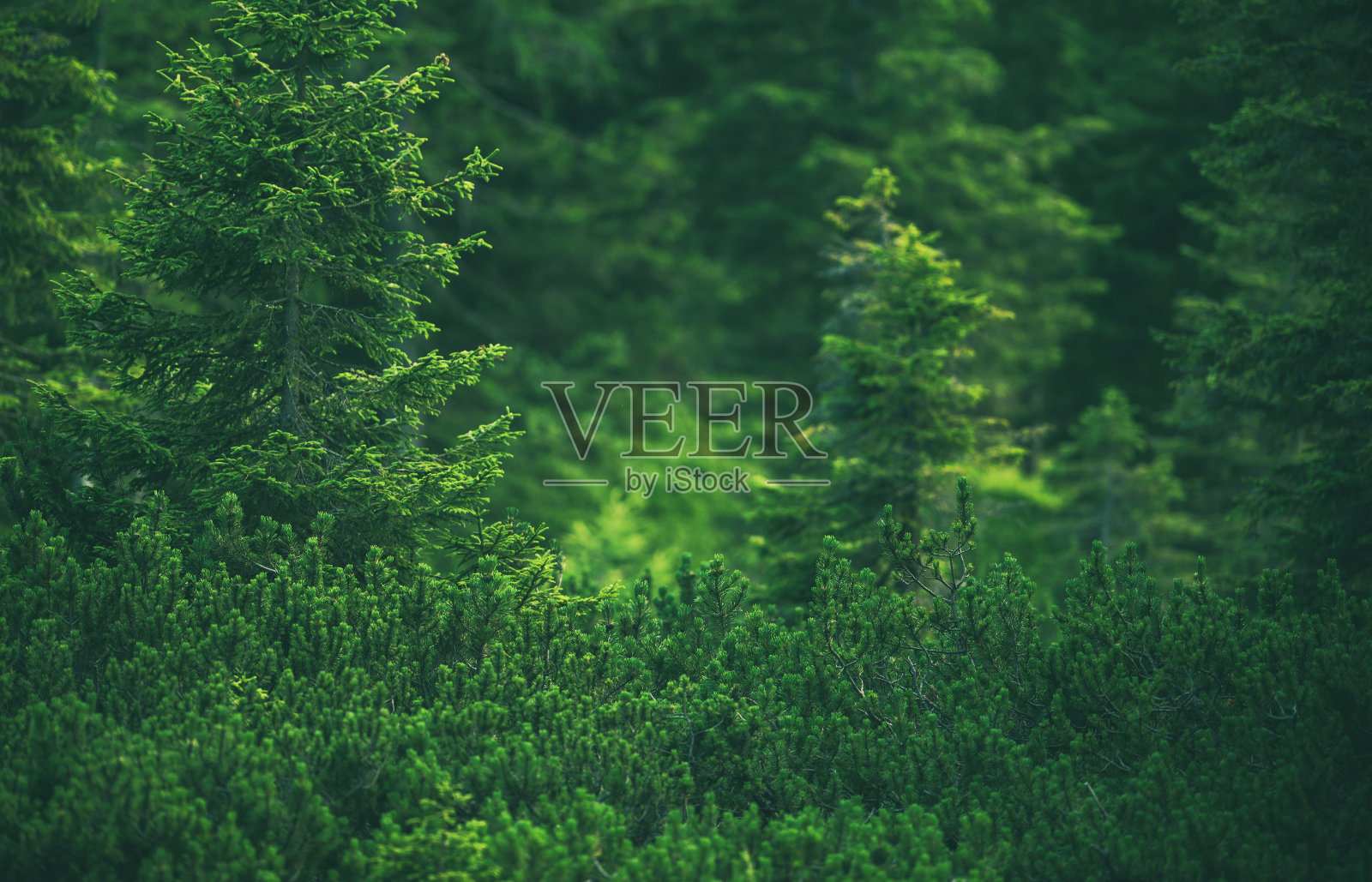 森林景观自然背景照片摄影图片