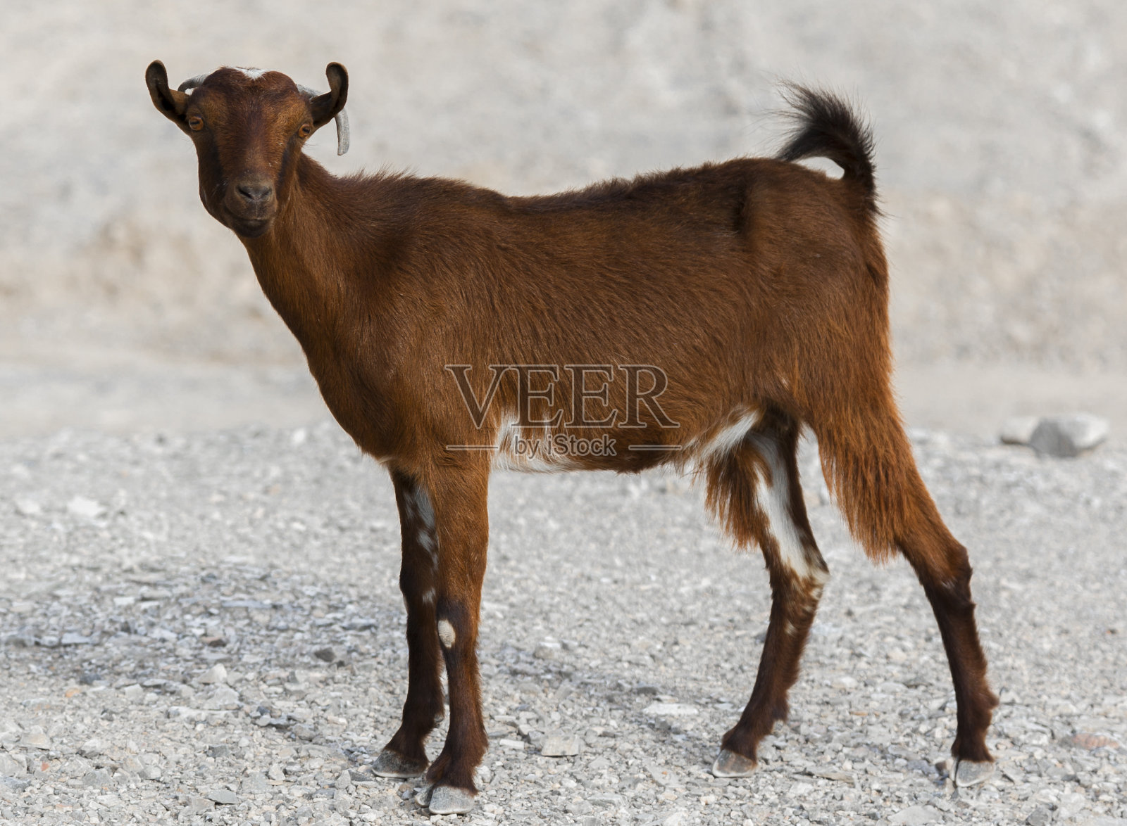 山羊1照片摄影图片