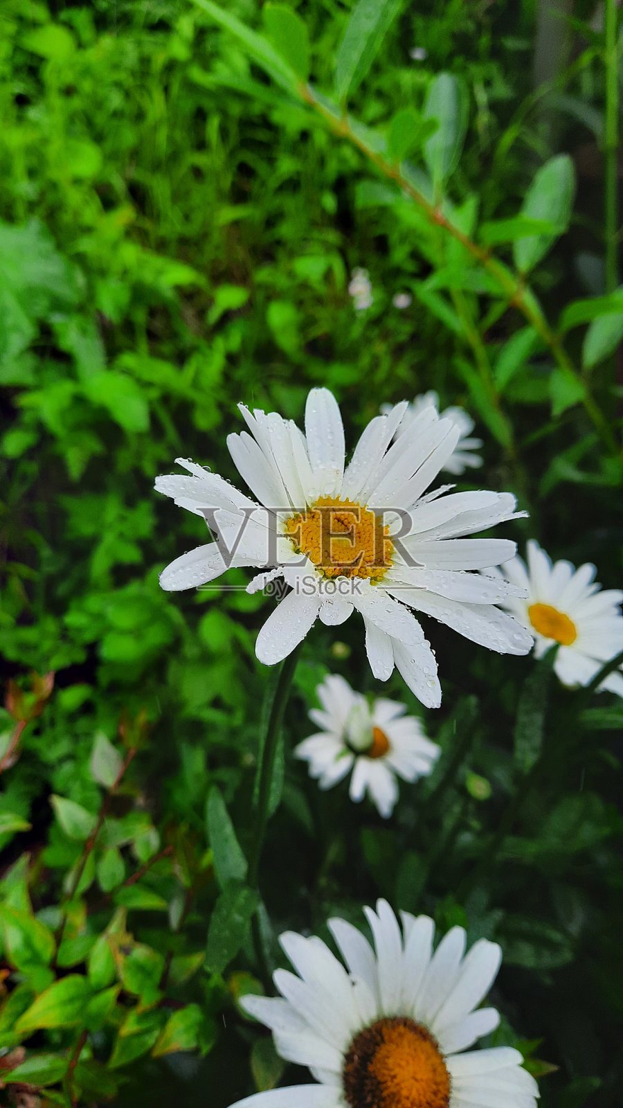 洋甘菊与雨滴照片摄影图片