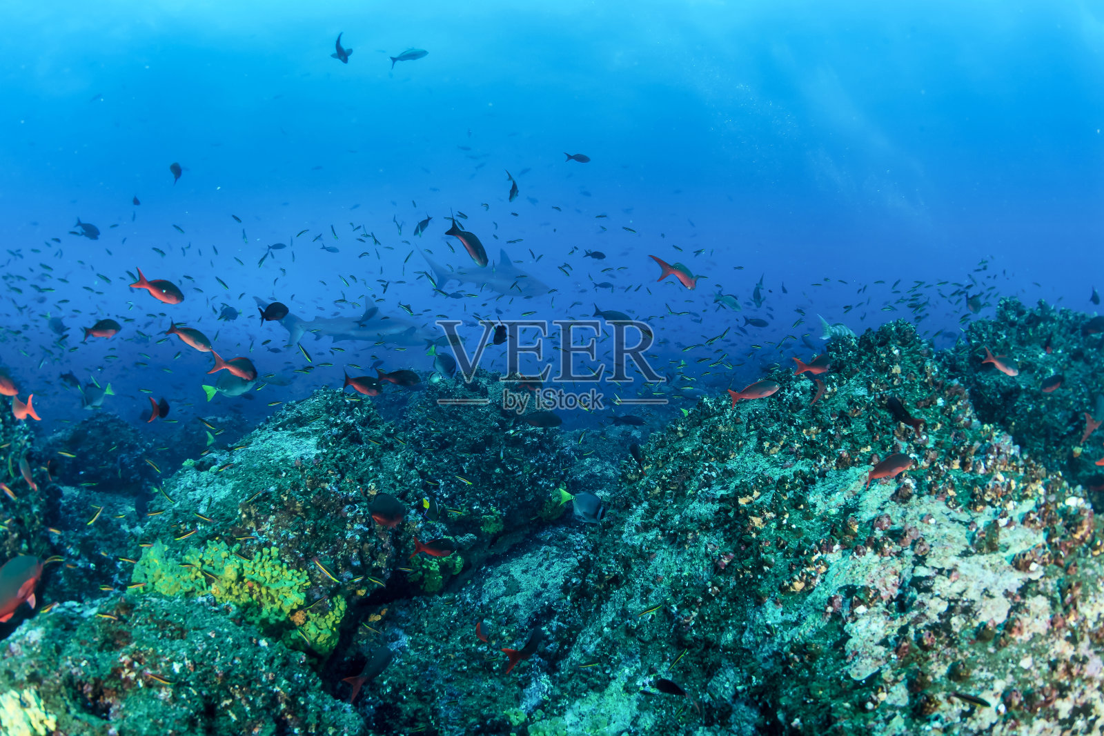 鱼群在蓝色的热带海水下游动。马尔代夫的潜水冒险。水下野生动物世界中的鱼类。印度洋野生动物的观察。本空间照片摄影图片
