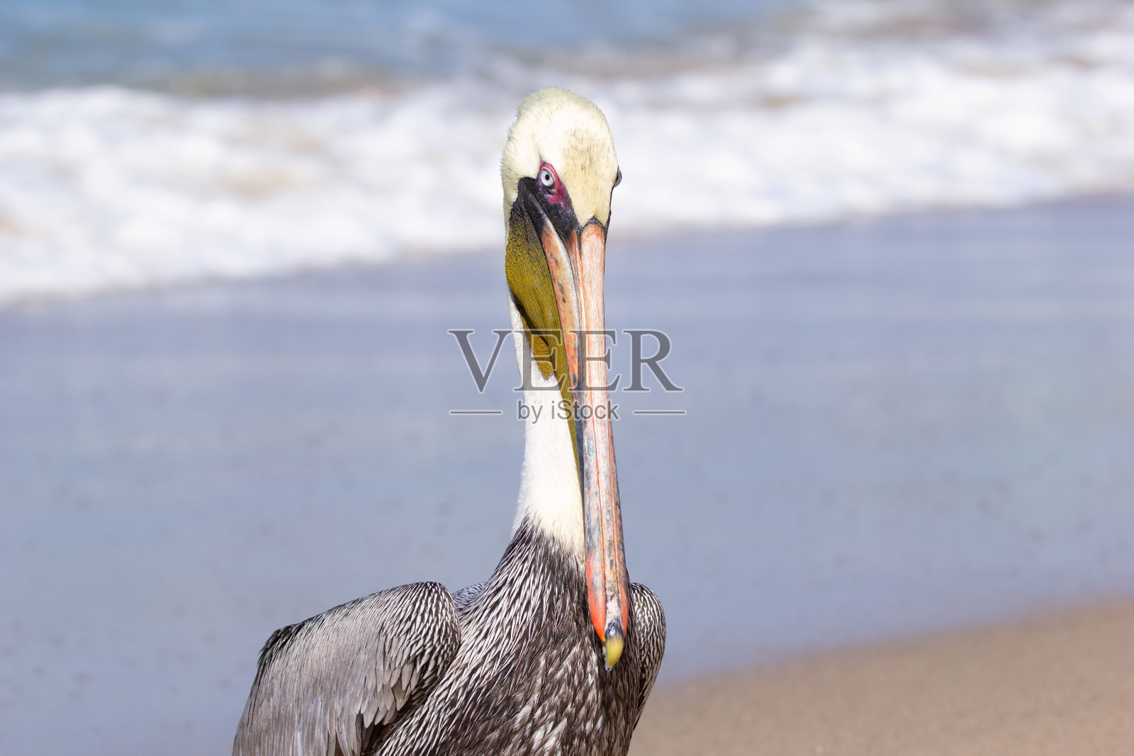 好奇的褐鹈鹕在沙滩上与波浪背景照片摄影图片