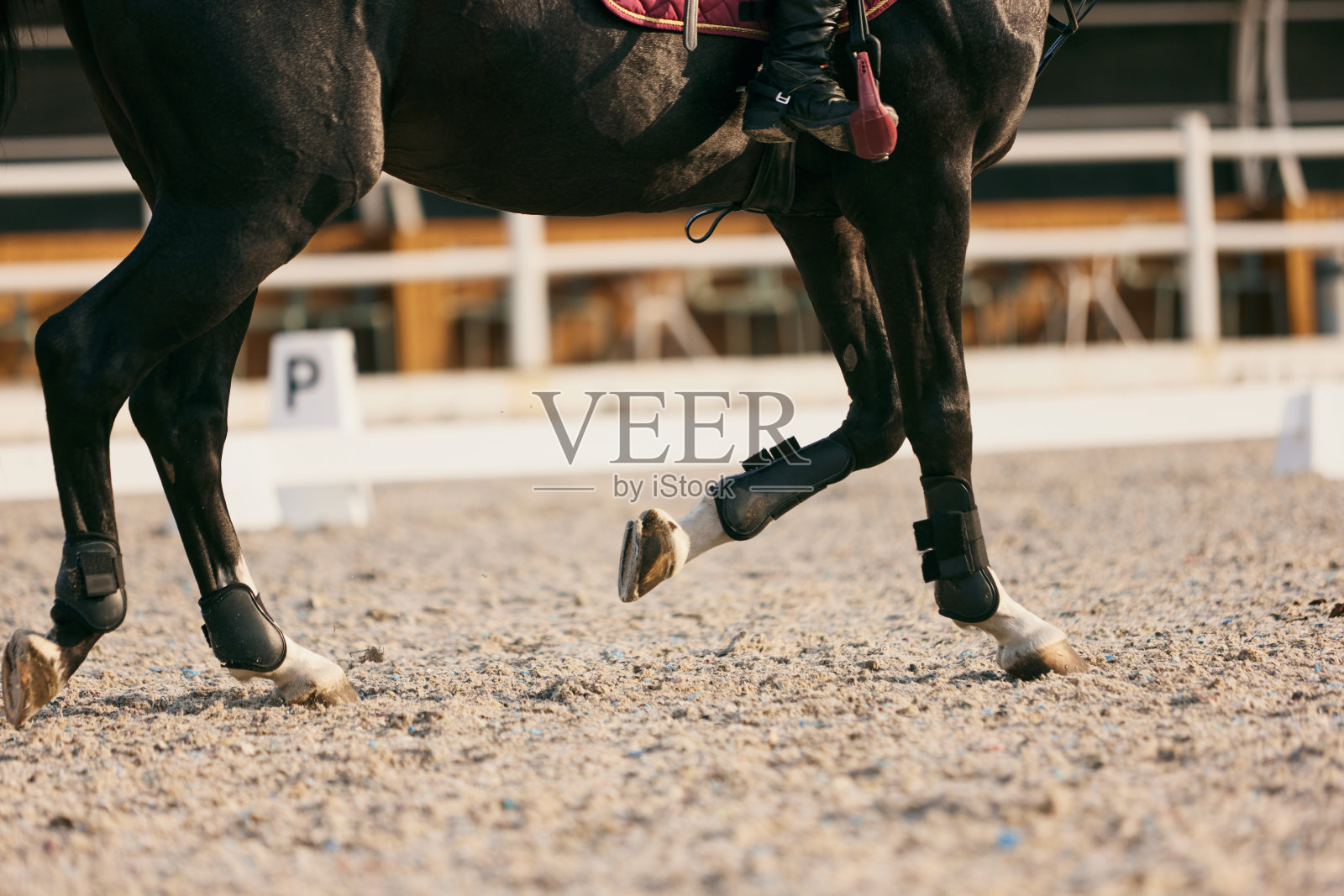 脚运动马跑在沙场，户外。马术运动。竞技场里的马的盛装舞步。照片摄影图片