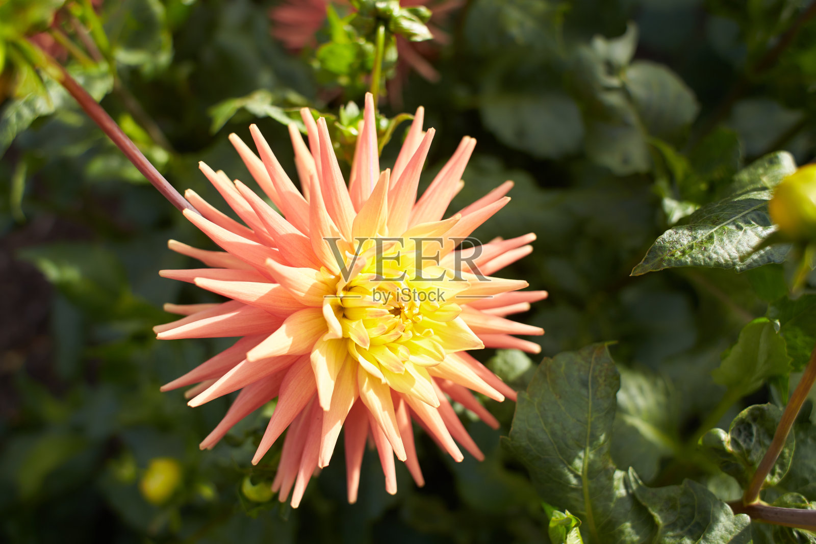 红白菊科大丽花“Jim Brannigan”半仙人掌花的特写。秋季植物。照片摄影图片