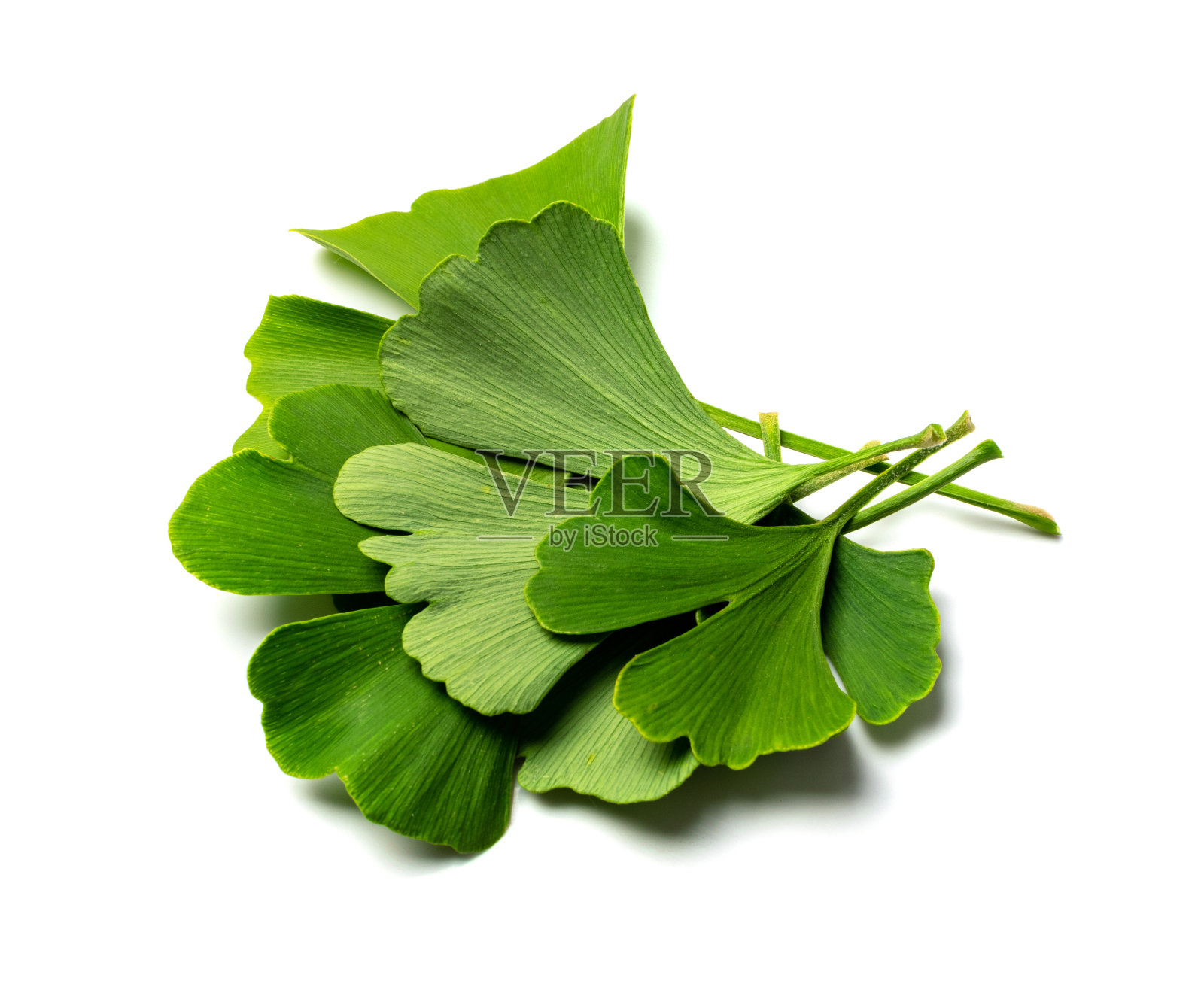 银杏的叶子照片摄影图片