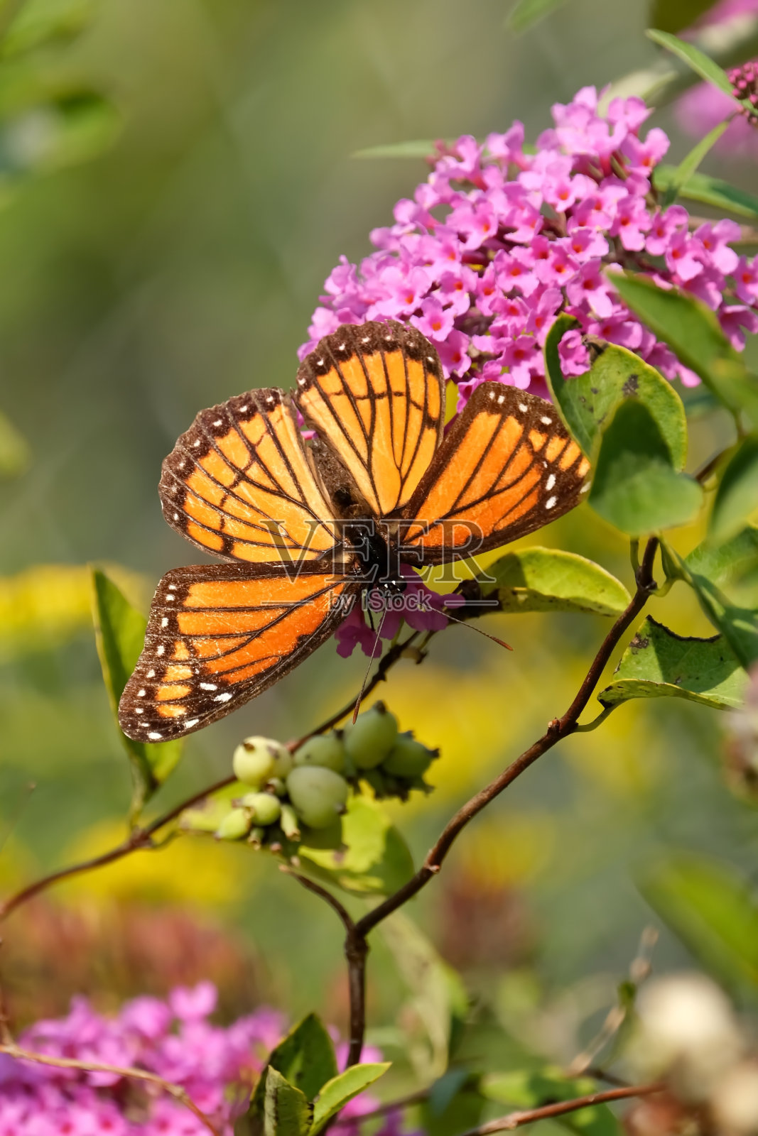 总督蝴蝶照片摄影图片