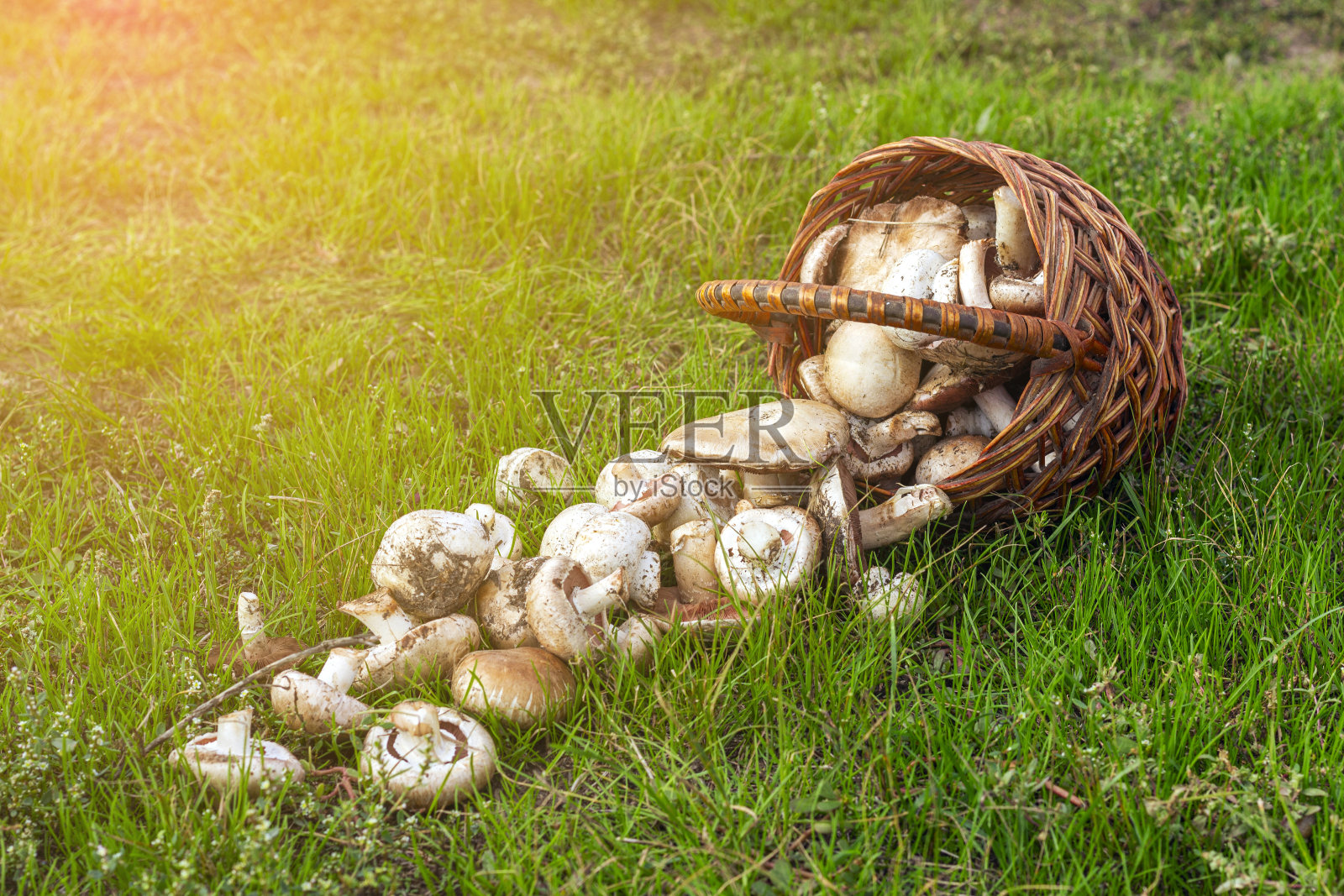 摘蘑菇，摘香菇，香菇放在草地上的篮子里照片摄影图片
