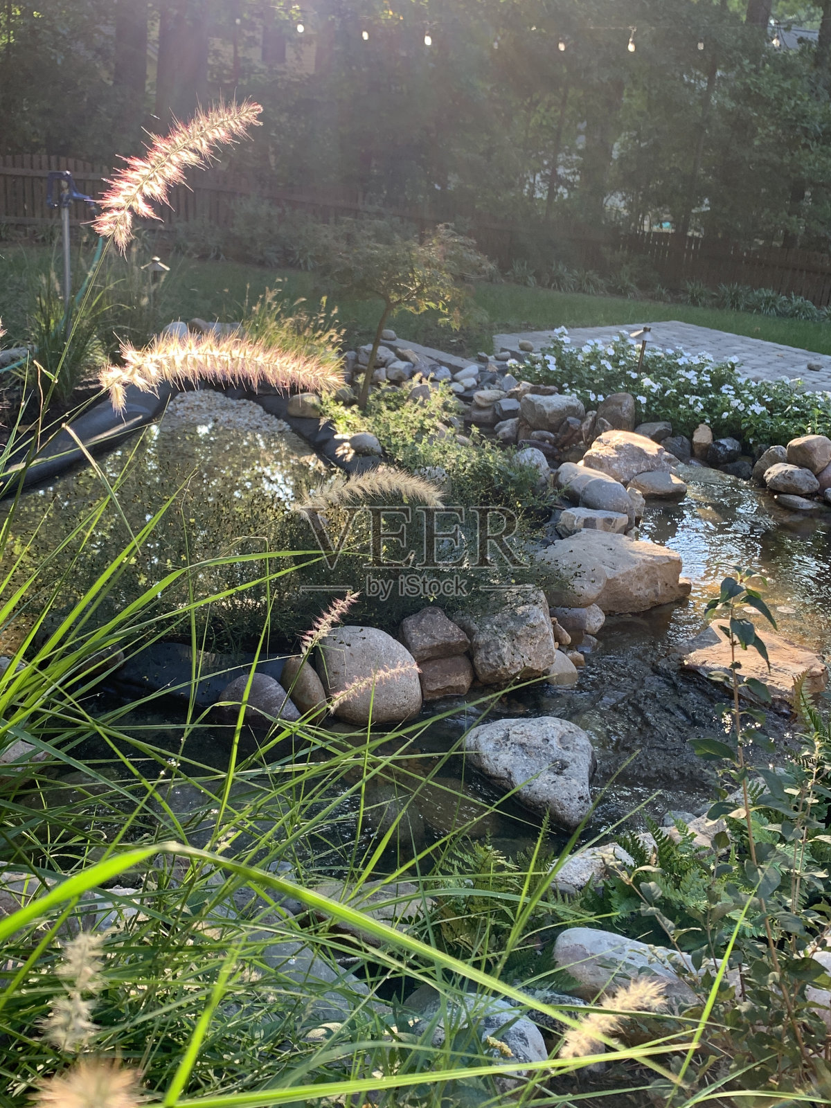 阳光下的观赏草照片摄影图片