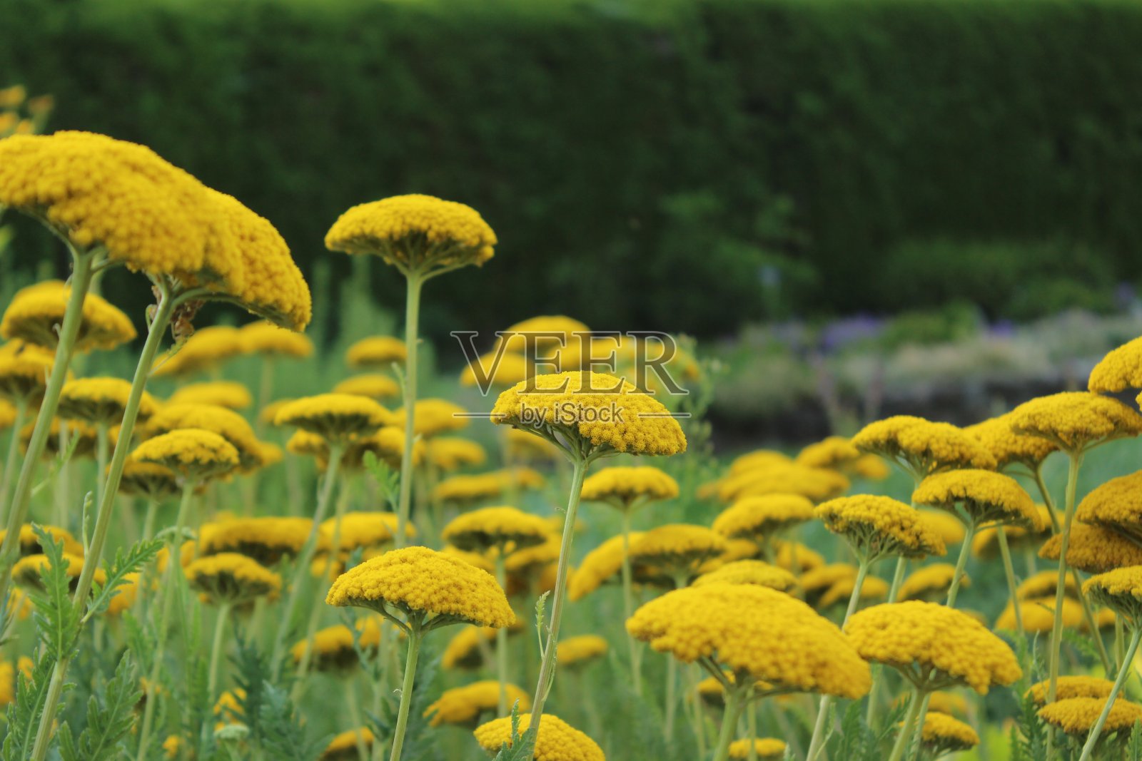 2022年9月什锦花照片摄影图片