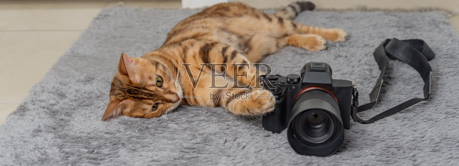一只孟加拉猫躺在地毯上的相机旁边。照片摄影图片