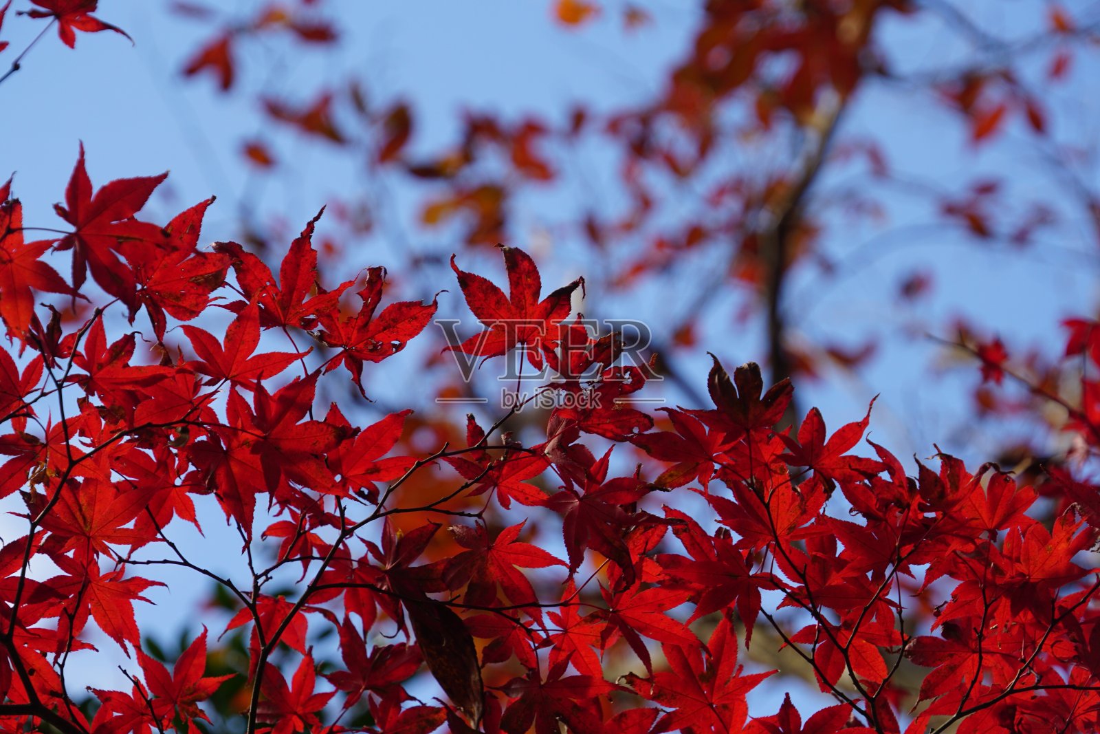 树叶在秋天变红了照片摄影图片