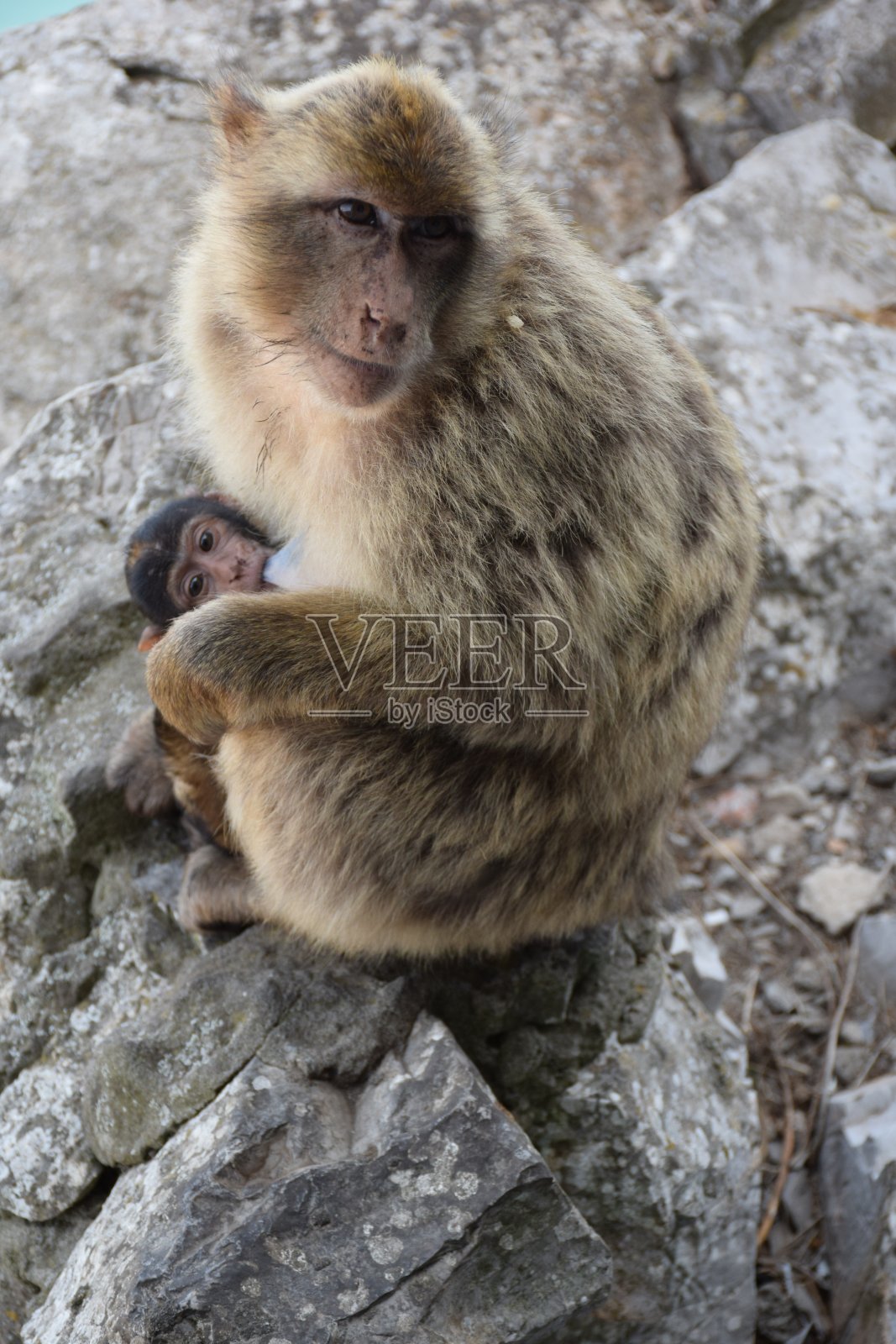 坐在猴子。岩石的直布罗陀照片摄影图片