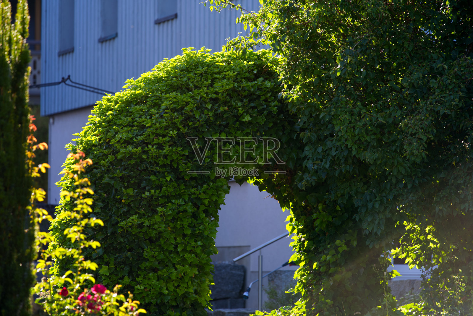 在一个阳光明媚的夏日，广东Zürich的安德尔芬根村，美丽的拱门被常春藤覆盖。照片摄影图片