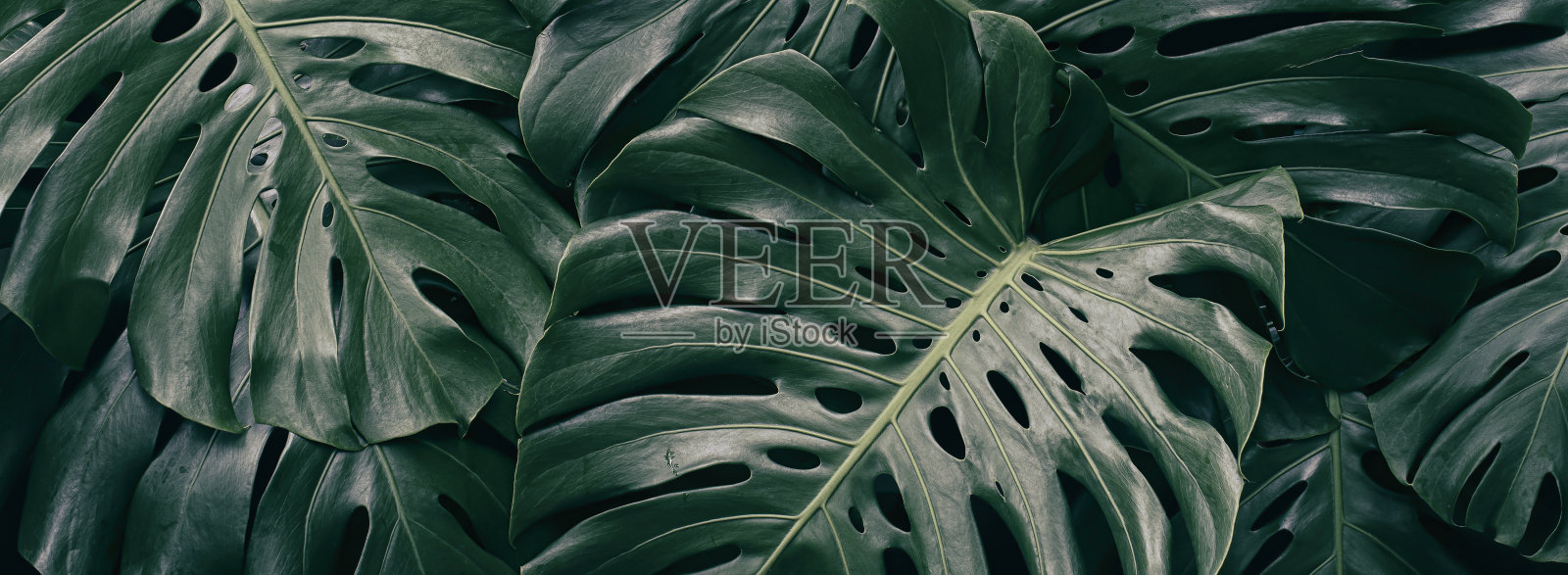 热带树叶，绿色怪兽植物背景照片摄影图片