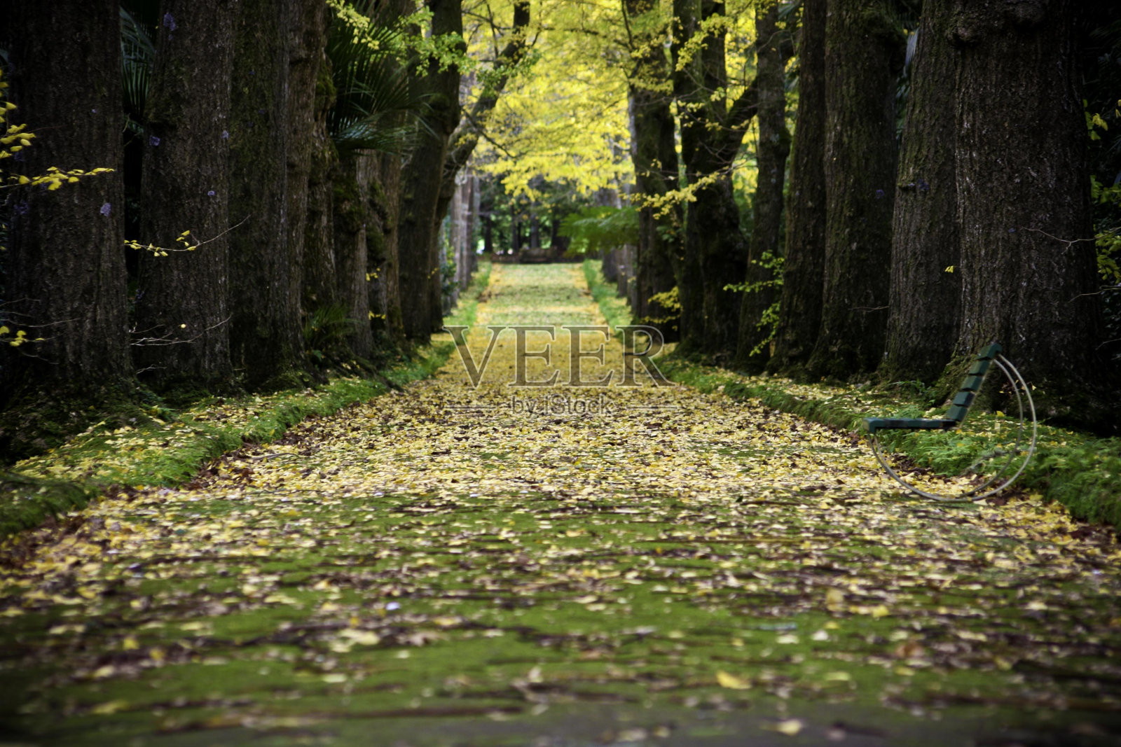 银杏叶照片摄影图片