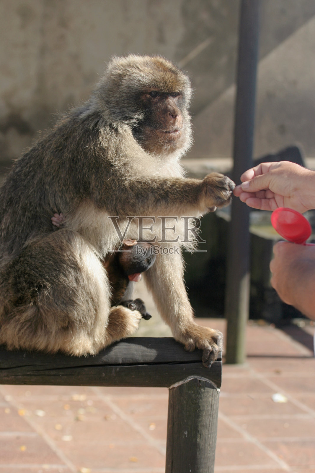 巴巴里猕猴照片摄影图片