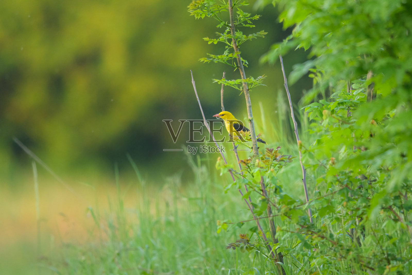 一只欧亚金莺栖息在灌木丛上照片摄影图片