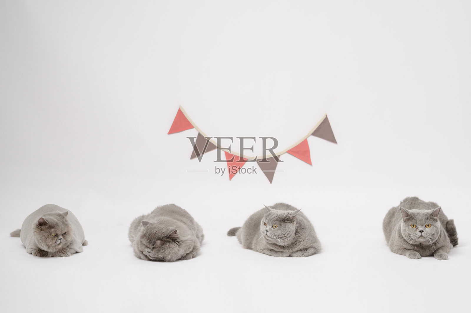 苏格兰折叠可爱的猫的肖像在白色的工作室背景照片摄影图片