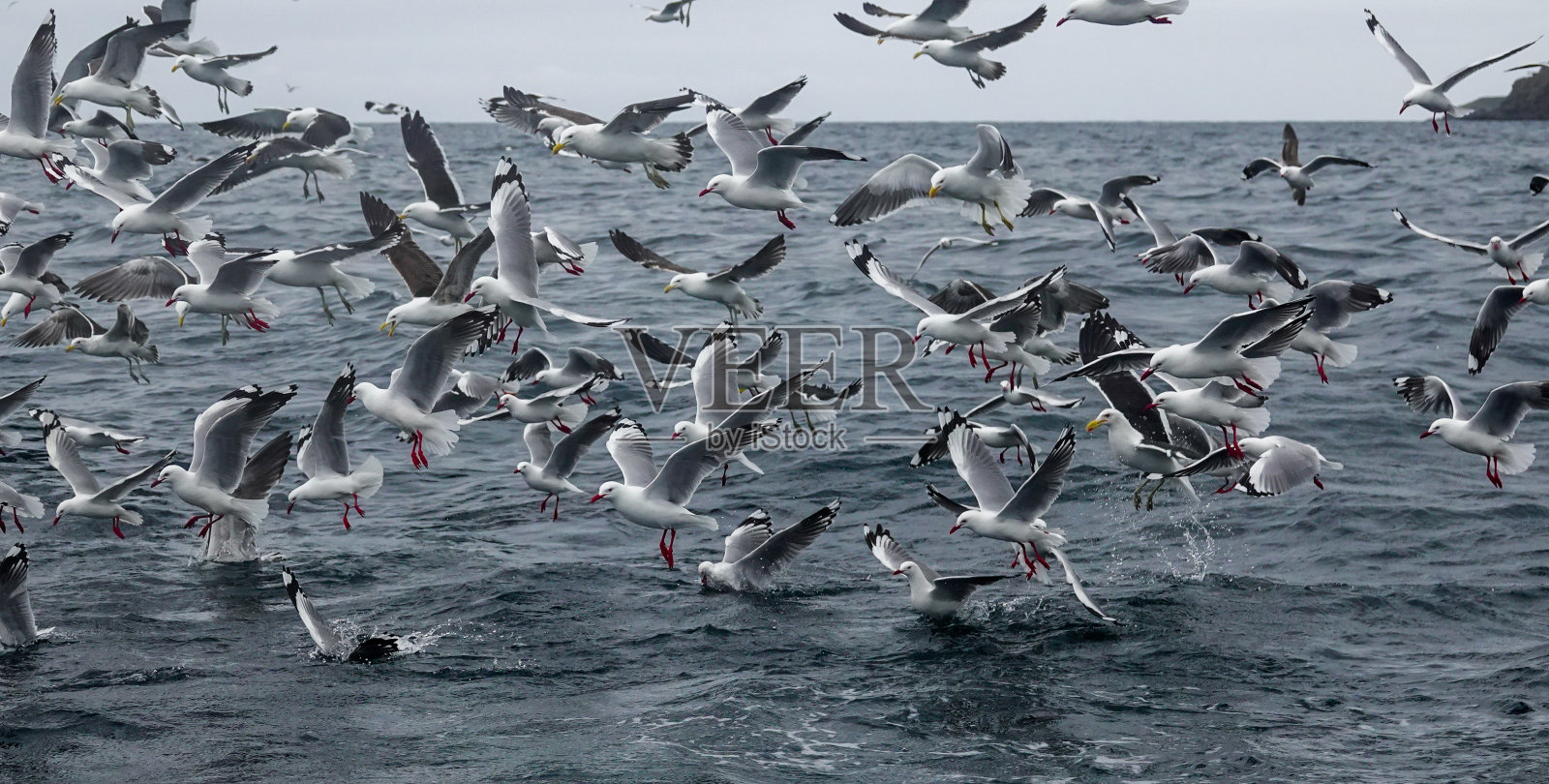 红嘴鸥和黑背鸥在海面上进食。照片摄影图片