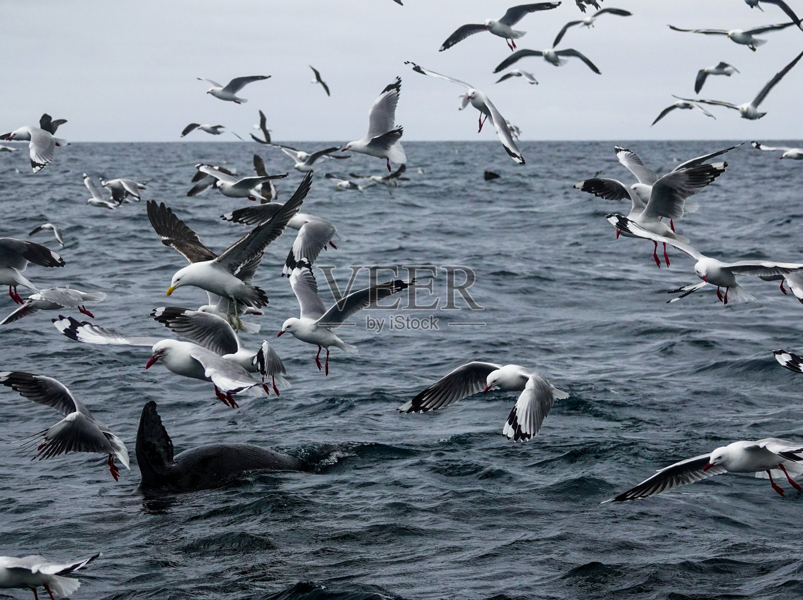 红嘴鸥和黑背鸥在海面上进食。照片摄影图片