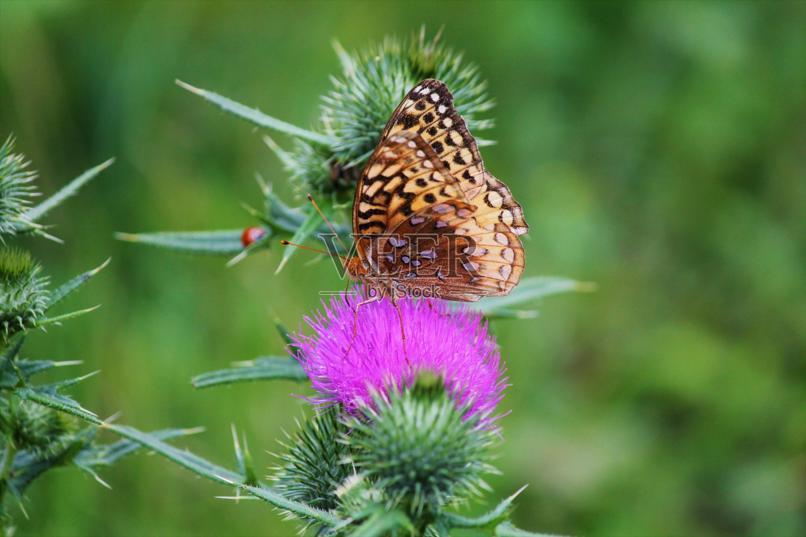 苏格兰蓟上的蝴蝶照片摄影图片