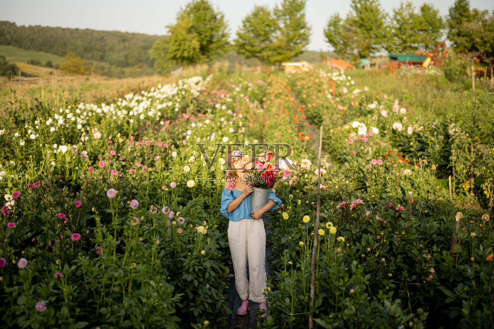 户外大丽花农场上的女子手持鲜花照片摄影图片