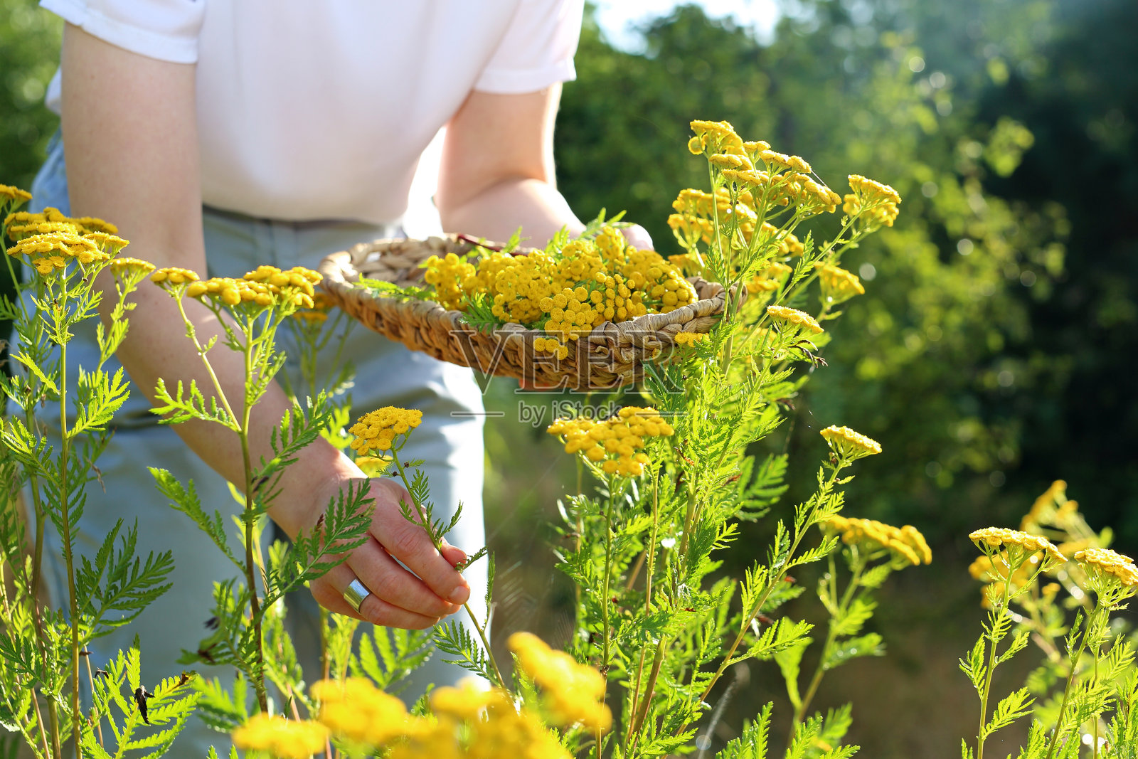 妇女种植药材照片摄影图片