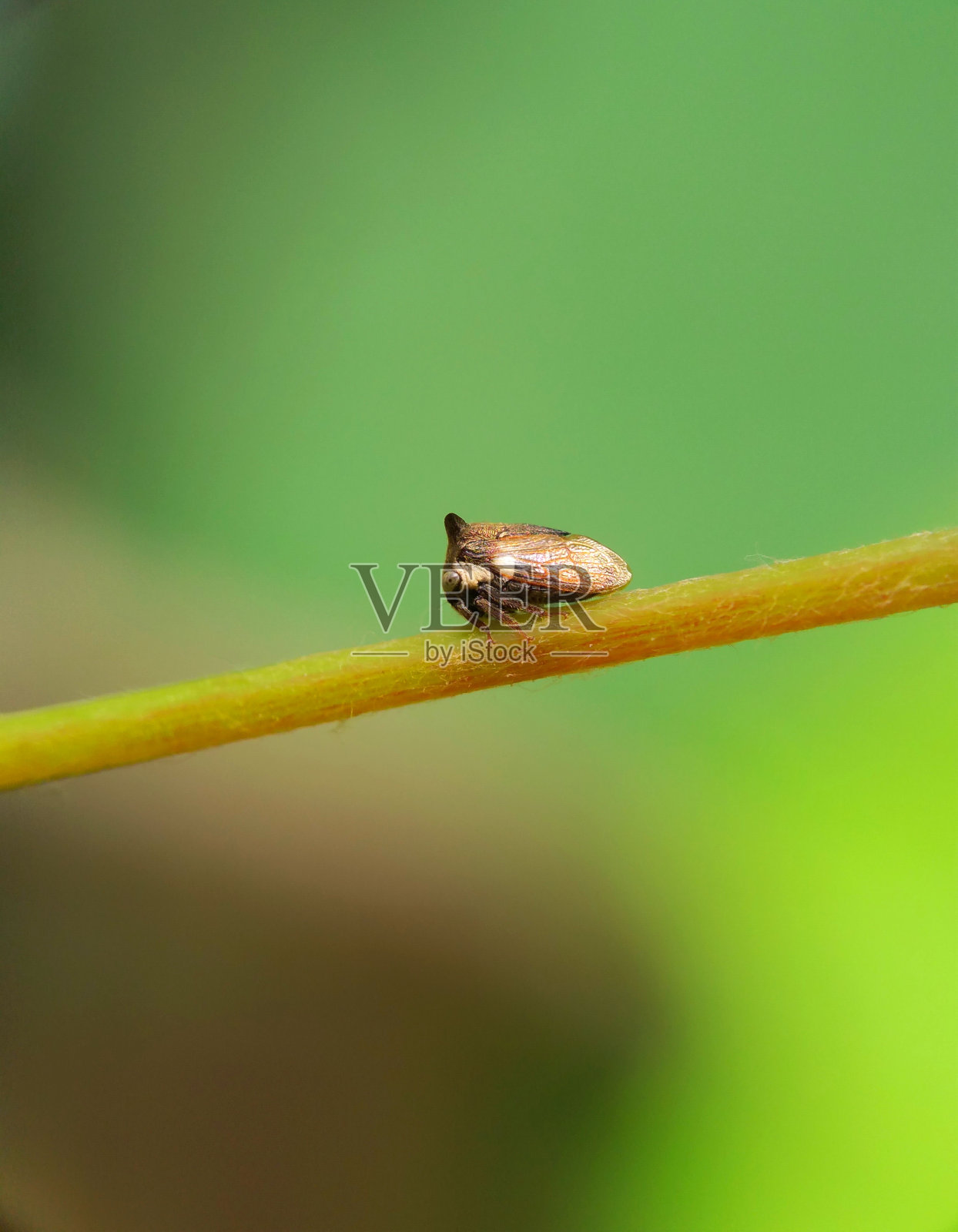 角角Centrotus cornutus(刺漏斗)，微距摄影照片摄影图片