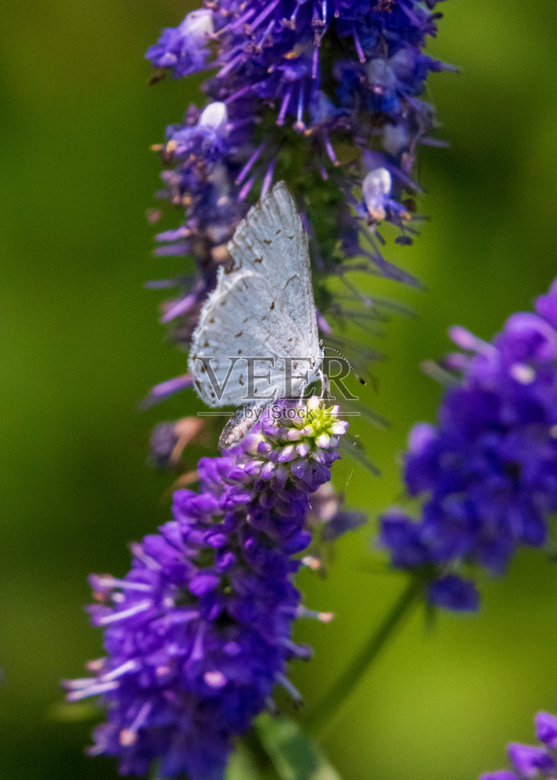 夏天蔚蓝的蝴蝶在紫色的速井上照片摄影图片
