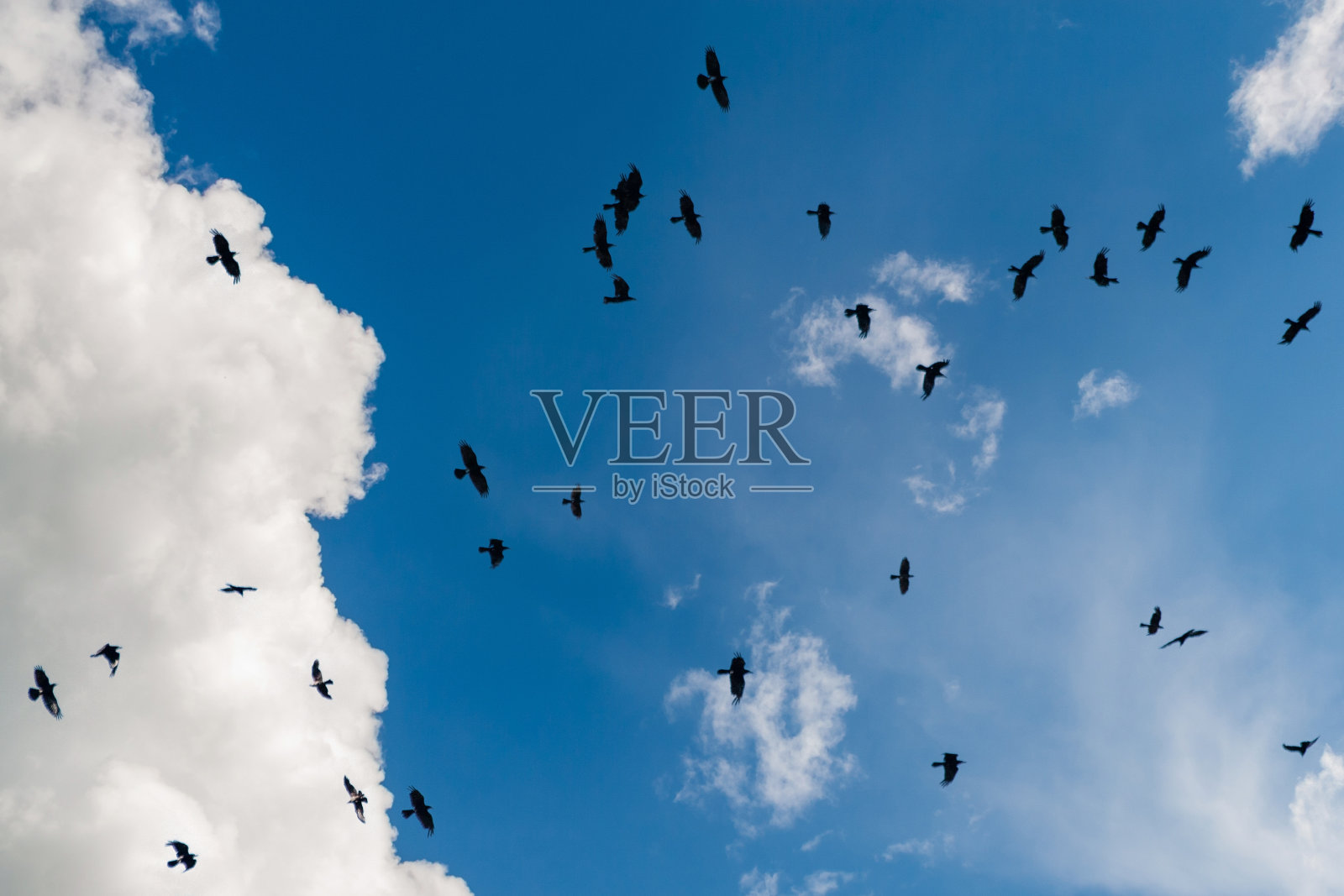 湛蓝的天空，白云和一群黑鸟。黑色的白嘴鸦在蓝天上成群飞翔。照片摄影图片