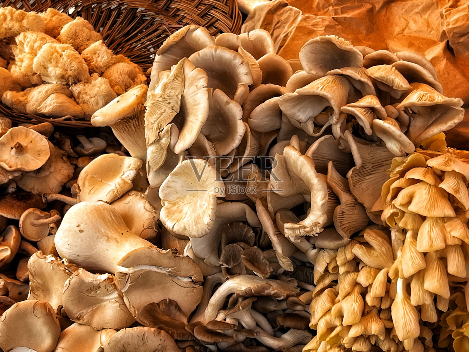 蘑菇照片摄影图片