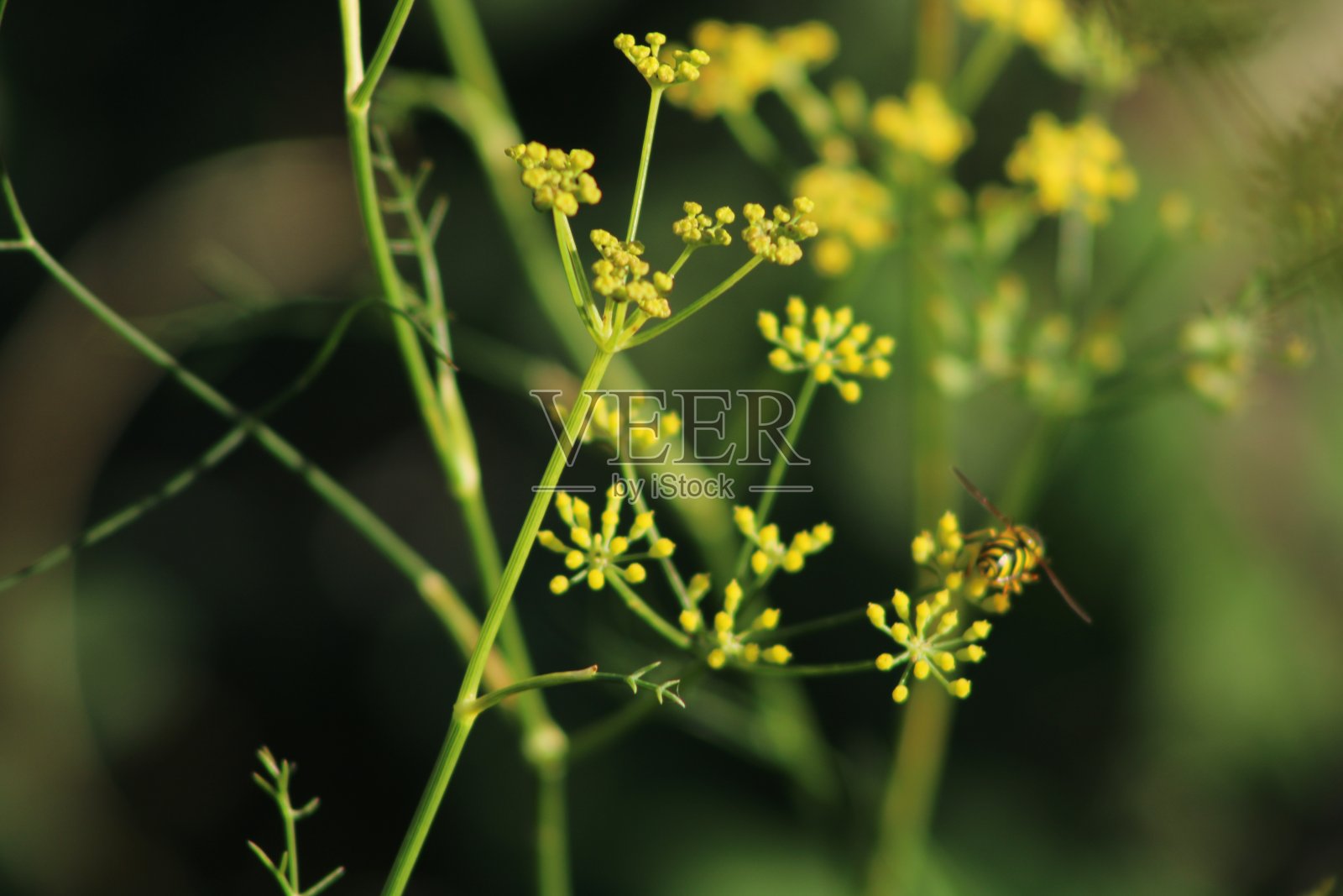 种植物照片摄影图片