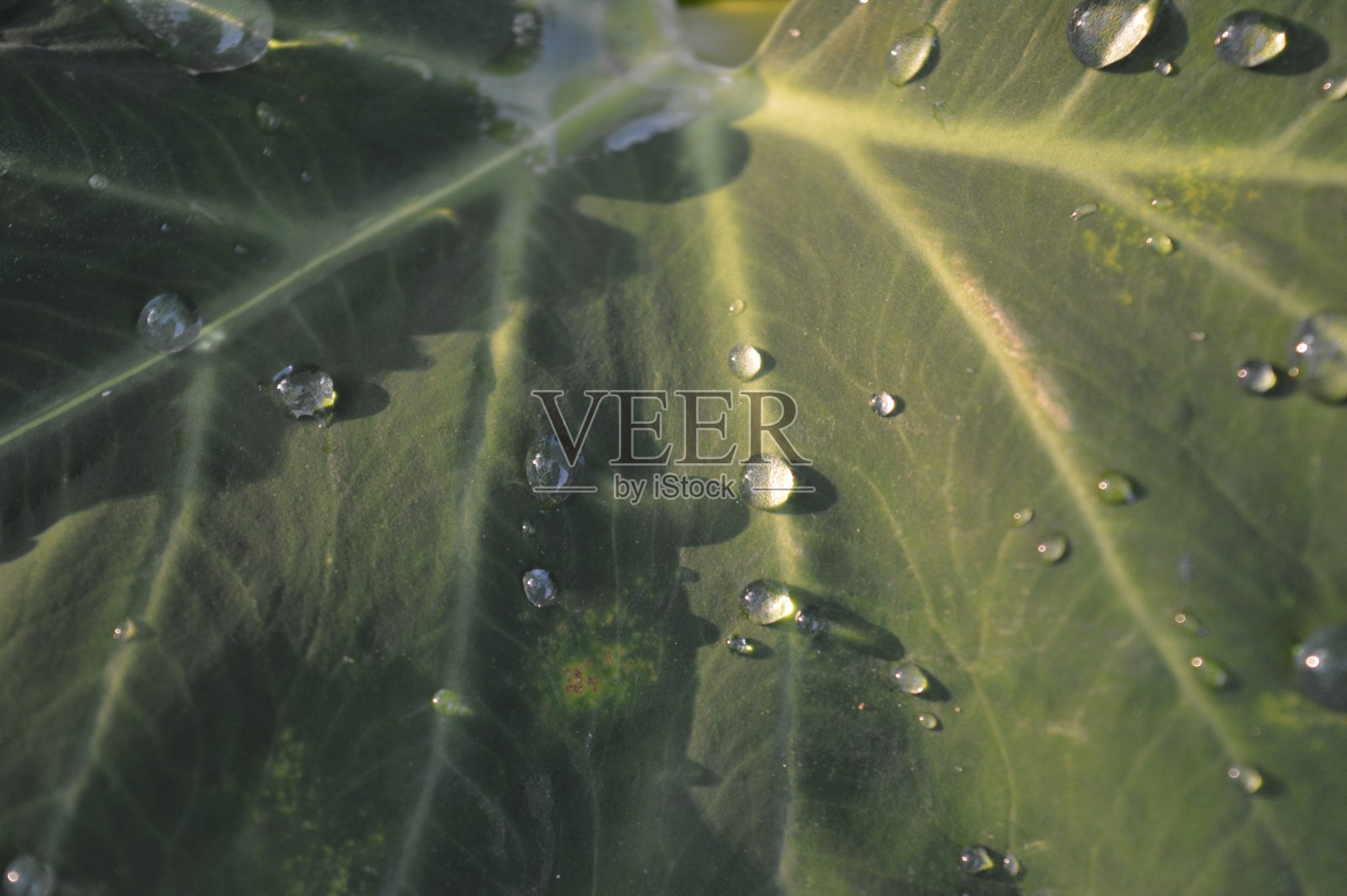 背景图案，质地和形状的一堆芋叶照片摄影图片