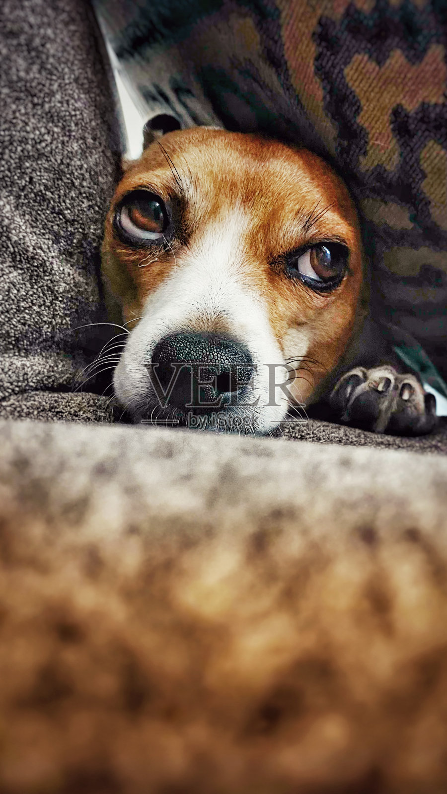 懒惰的一天照片摄影图片