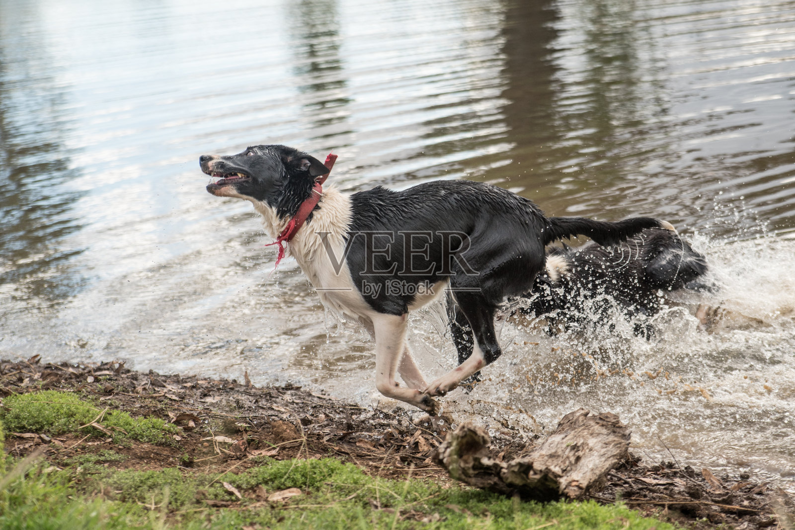 狗在湖边玩耍照片摄影图片