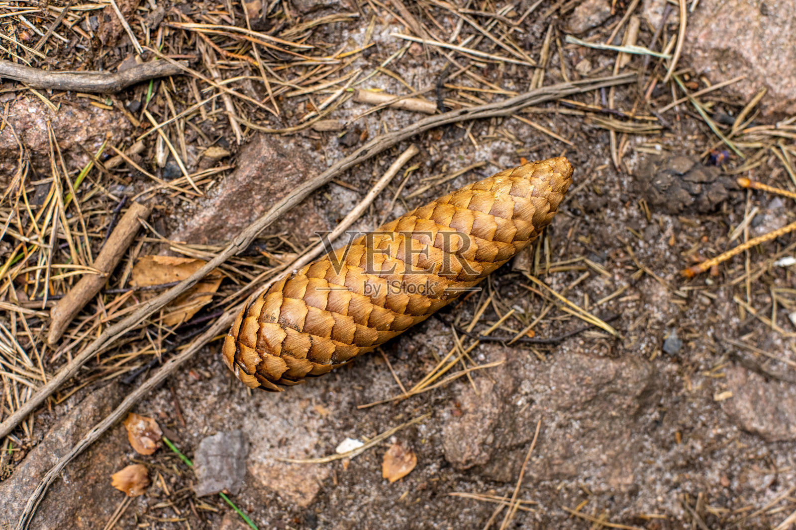 森林地面上的松果。照片摄影图片