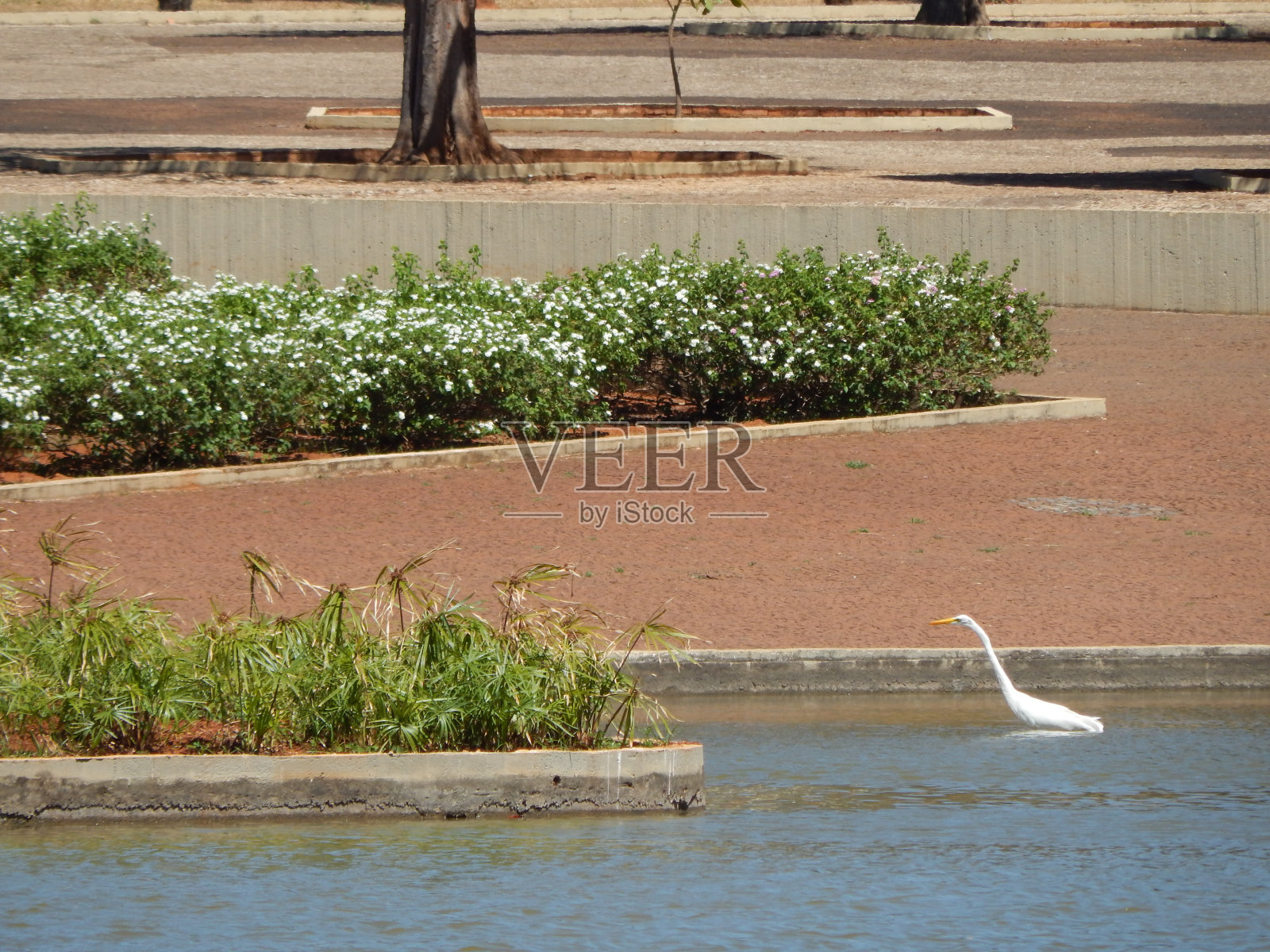 白鹭照片摄影图片