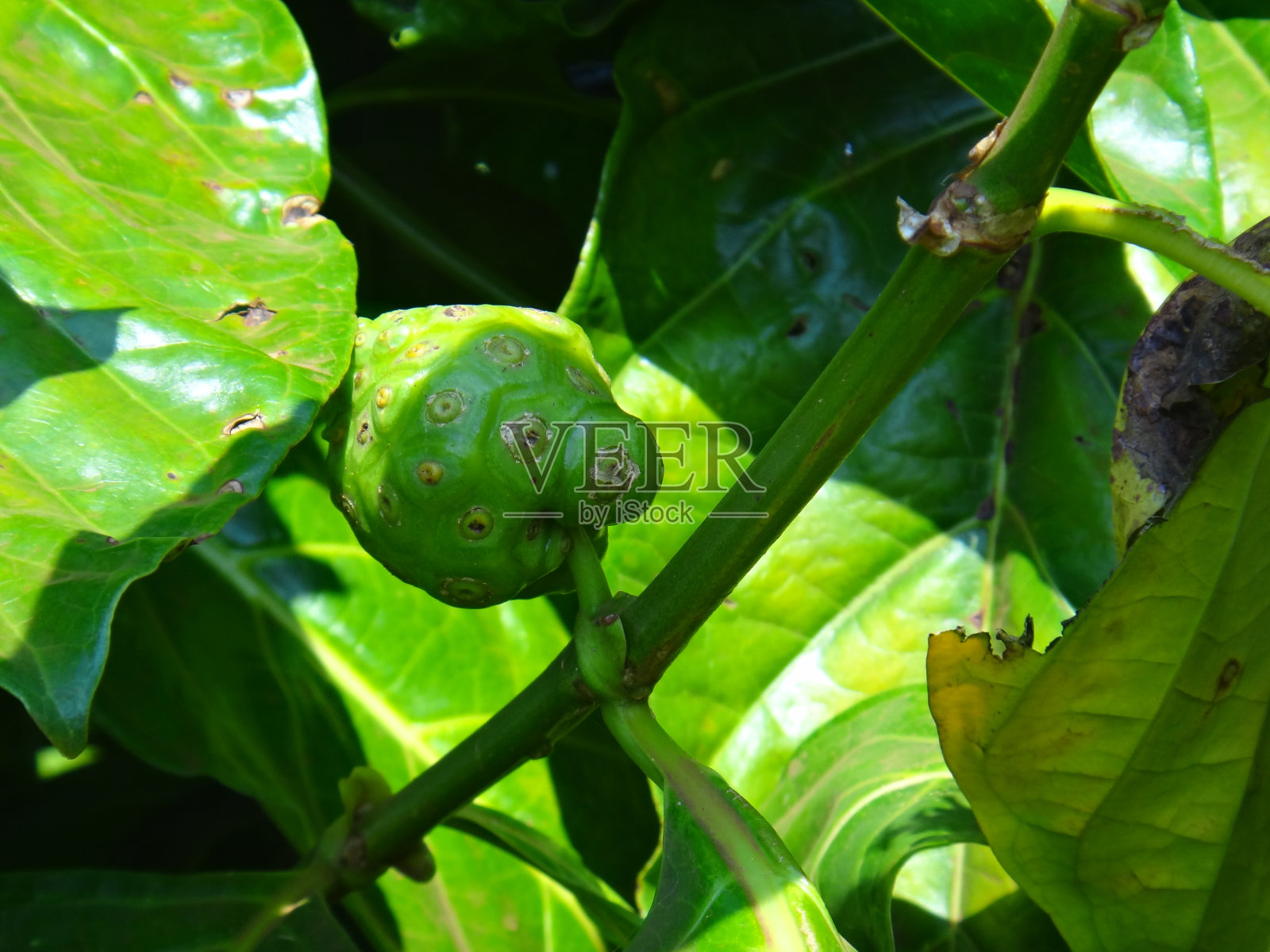 天然的印度桑树的未成熟果实。照片摄影图片
