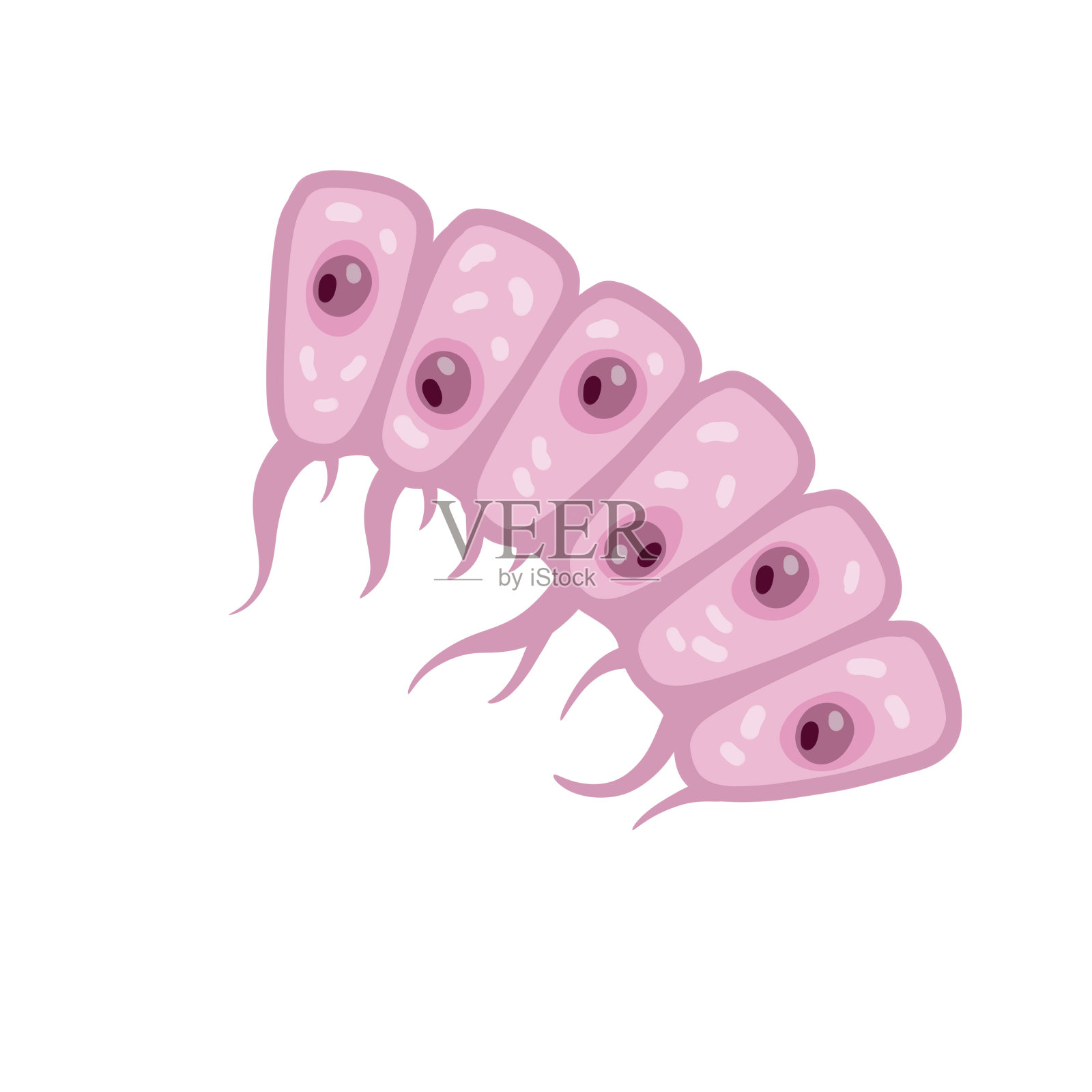 人类有机体的细胞。表皮层。科学教育材料。卡通平面插图。皮肤系统。插画图片素材