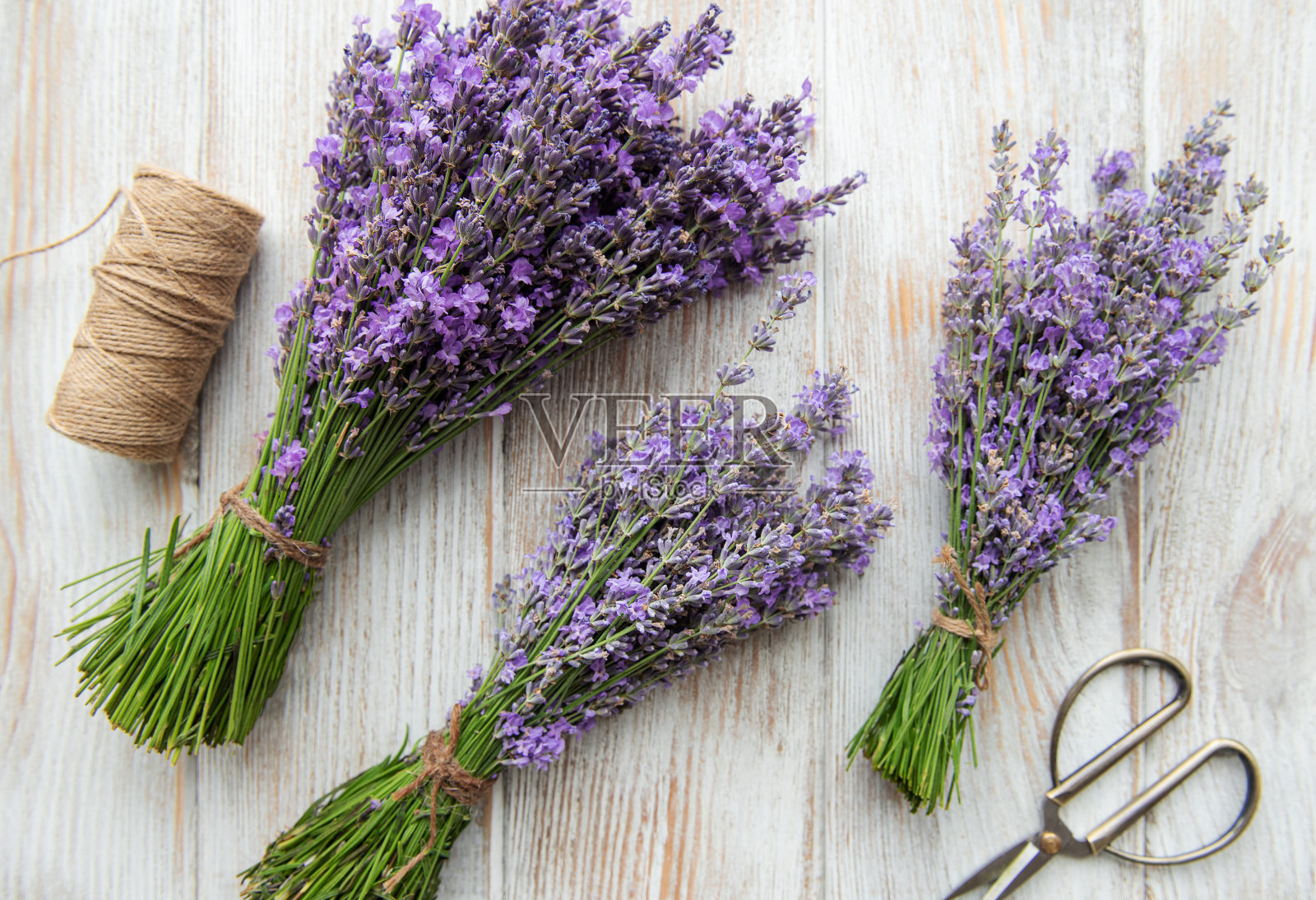 薰衣草的季节性修剪。照片摄影图片