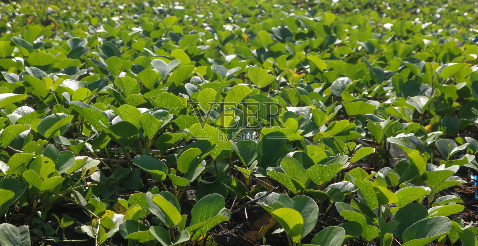 katang katang或ipomoea是一种匍匐植物，经常在沙滩上发现。照片摄影图片