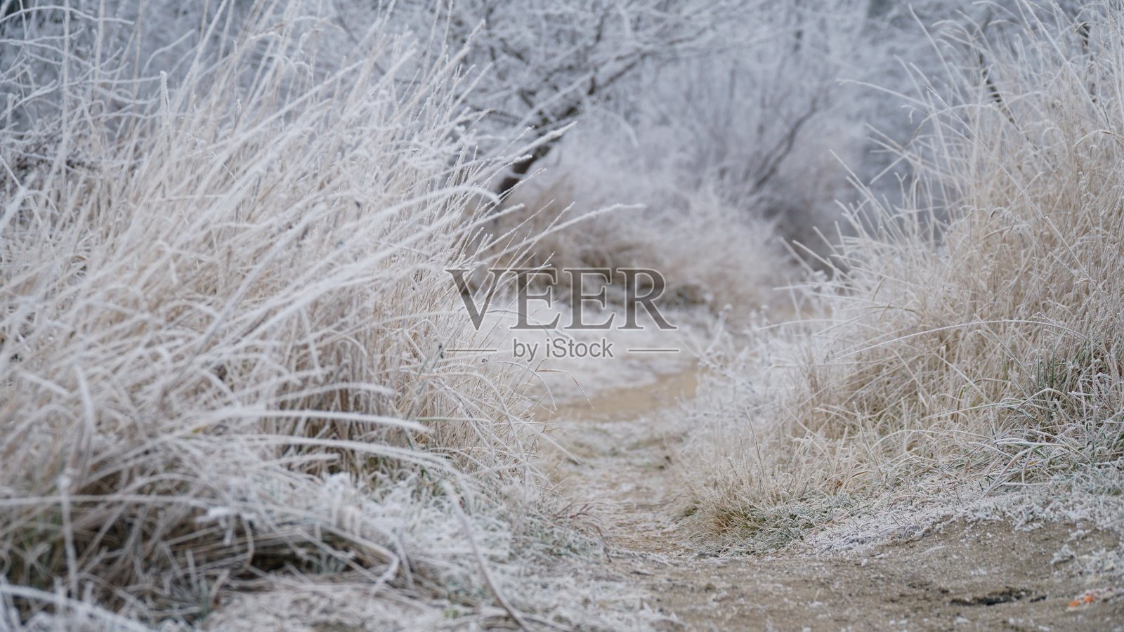 美丽的秋天雾蒙蒙的风景与乡村道路。秋日雾蒙蒙的早晨，风景如画的森林里草地上结着白霜。照片摄影图片