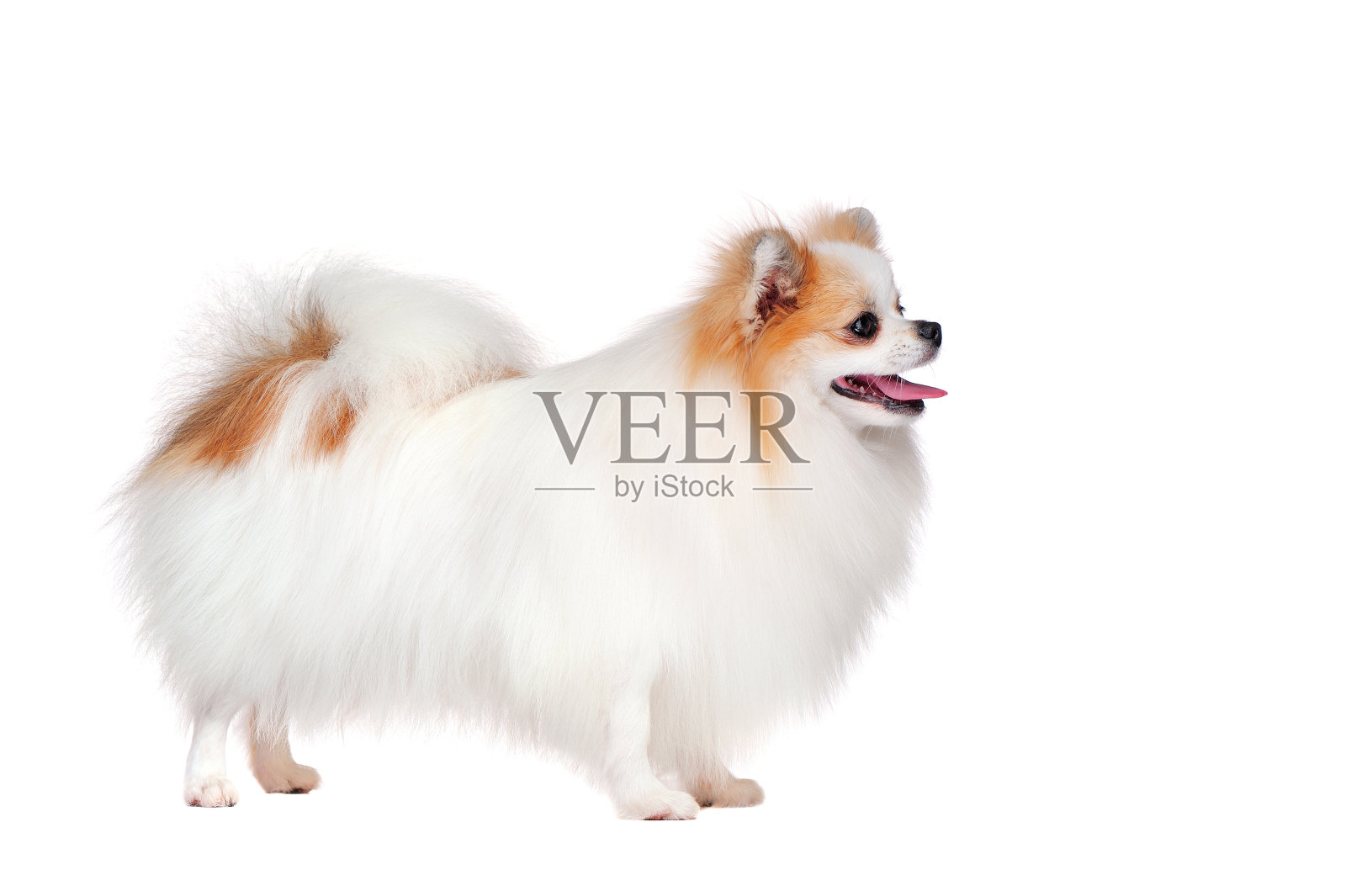 一个站在白色背景下喷水的头像照片摄影图片