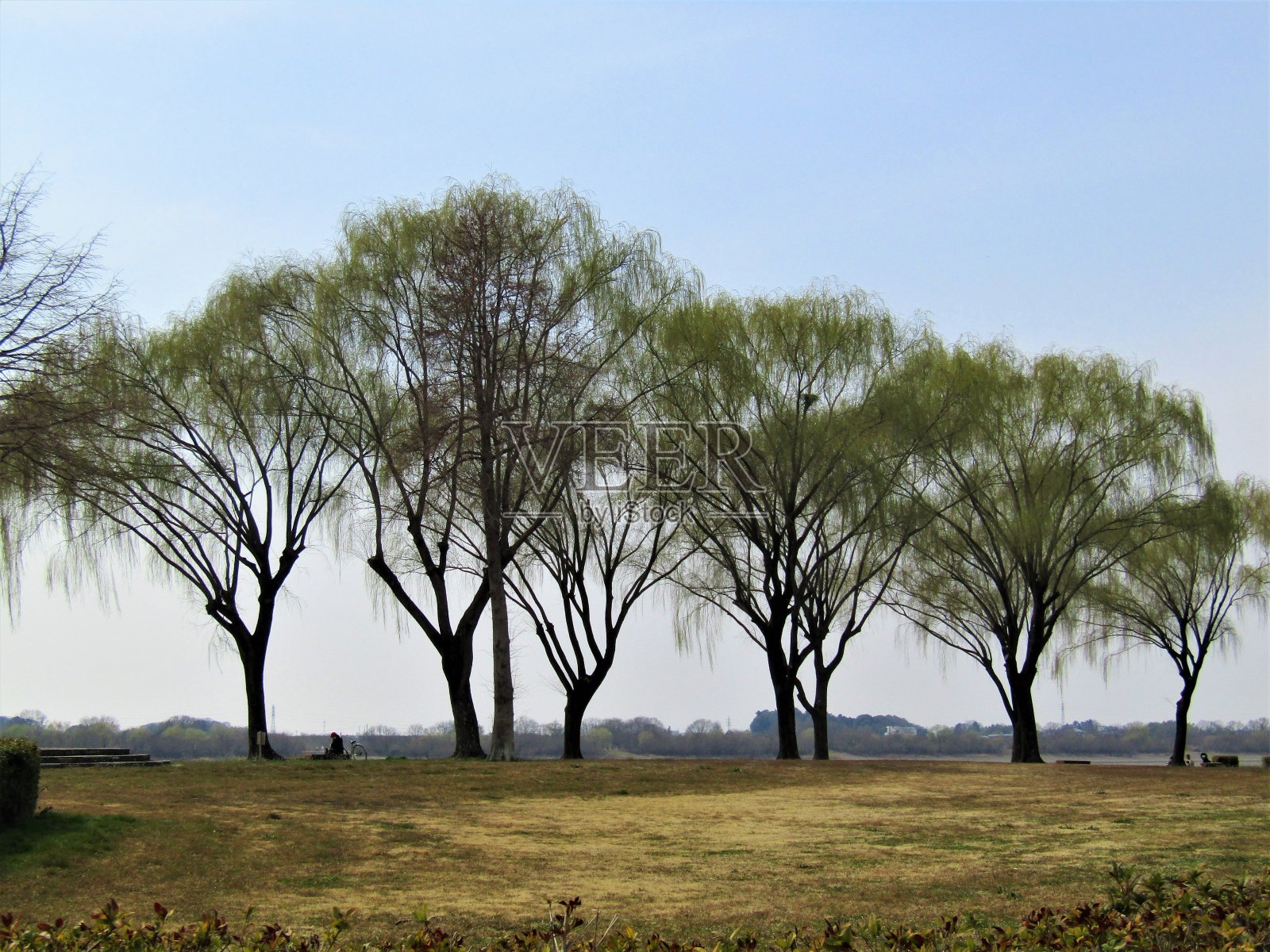 日本。3月。春天来了。照片摄影图片