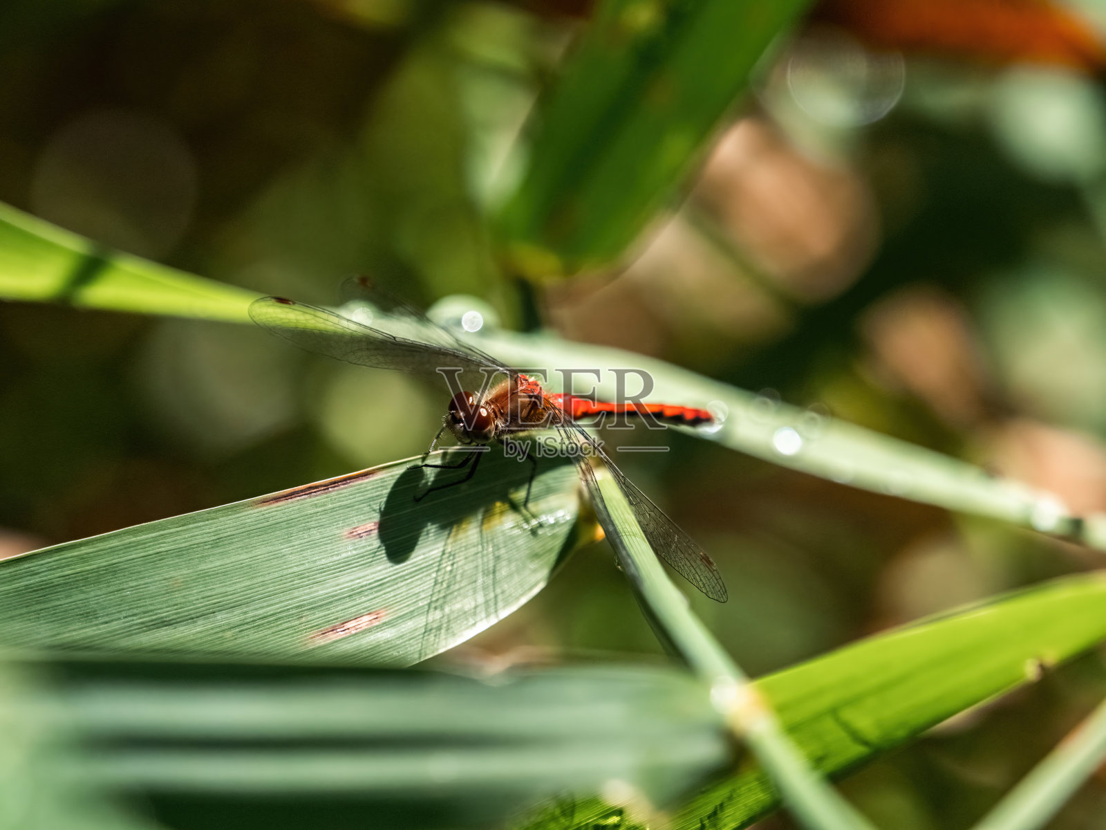 叶面上的蜻蜓照片摄影图片