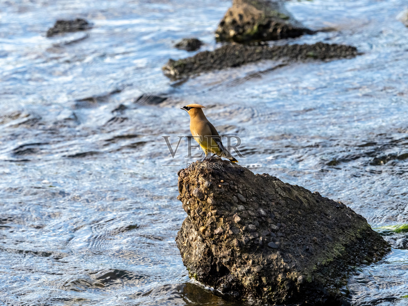 混凝土卵石上的雪松蜡翼照片摄影图片