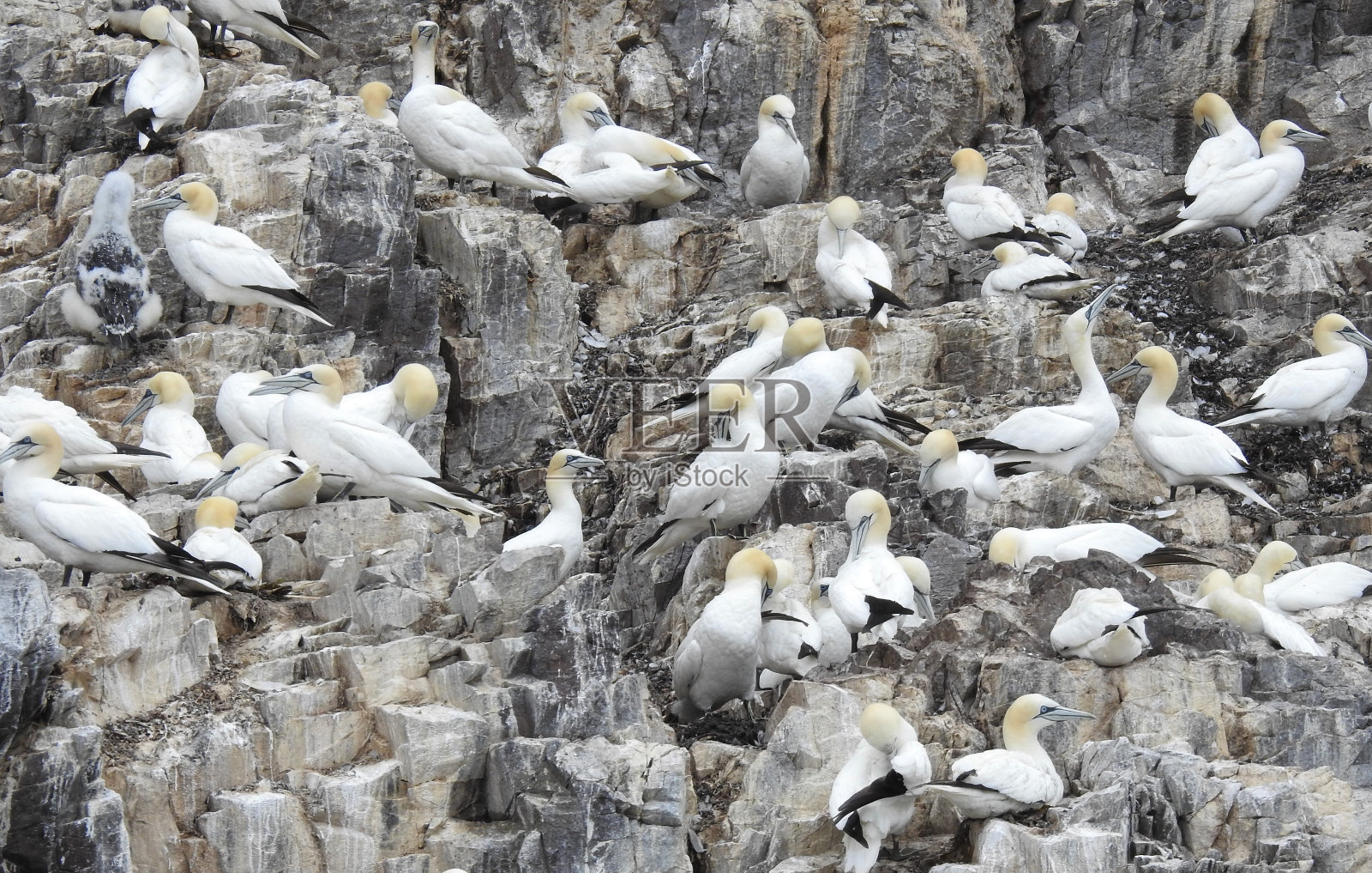 苏格兰北贝里克附近的贝斯岩上，一群塘鹅的近景，以及毛茸茸的灰色小古加的后景照片摄影图片